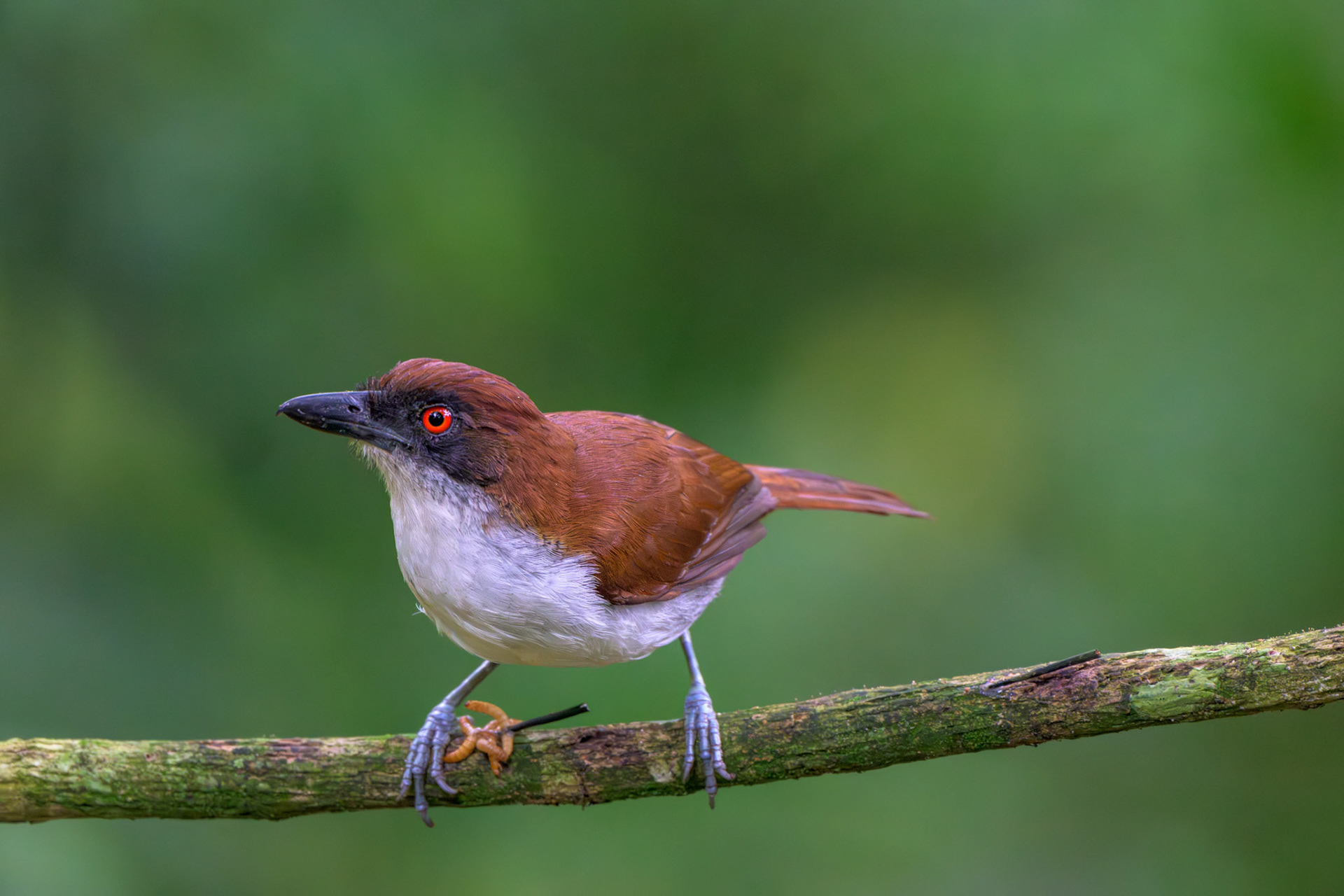 Great Antshrike