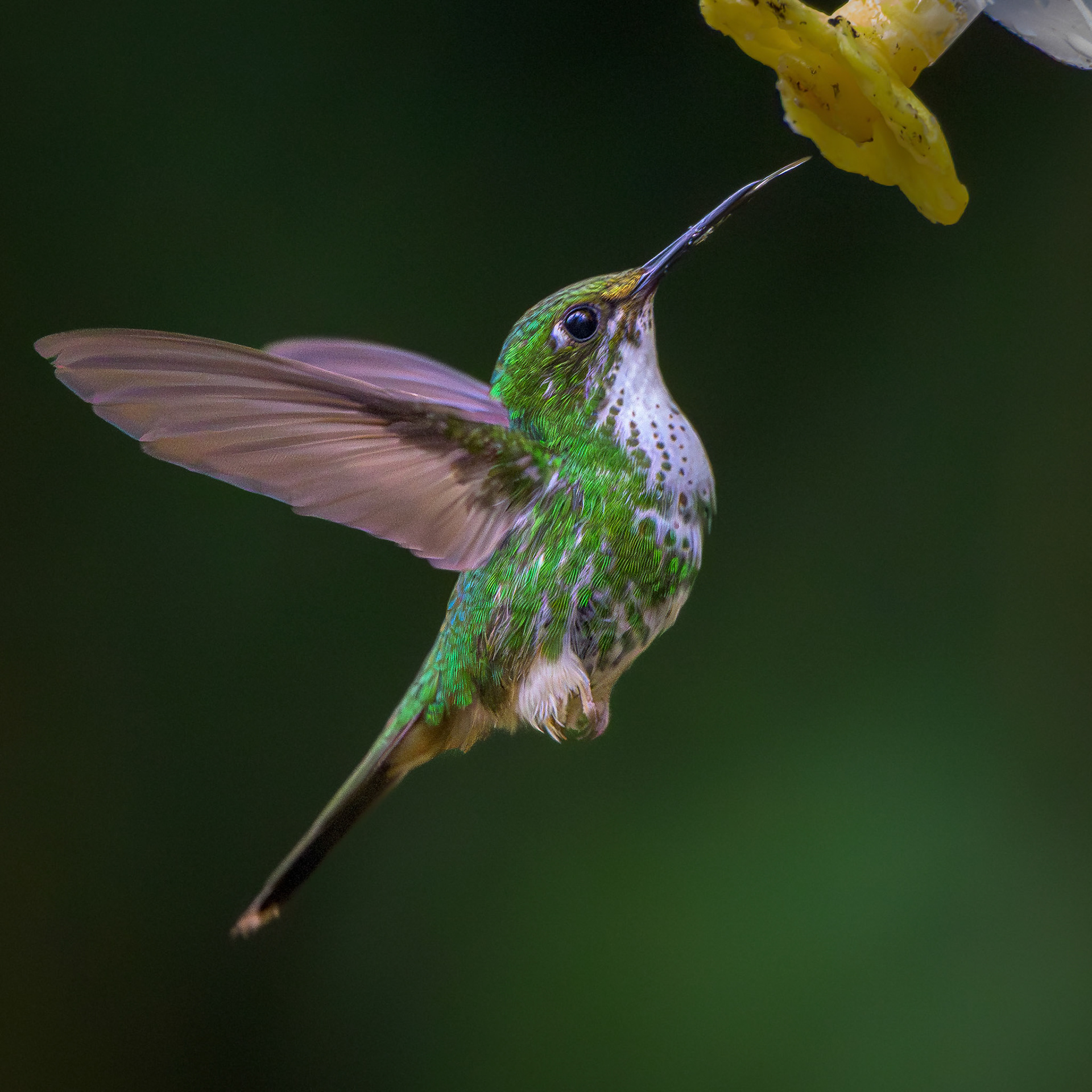 Speckled Hummingbird