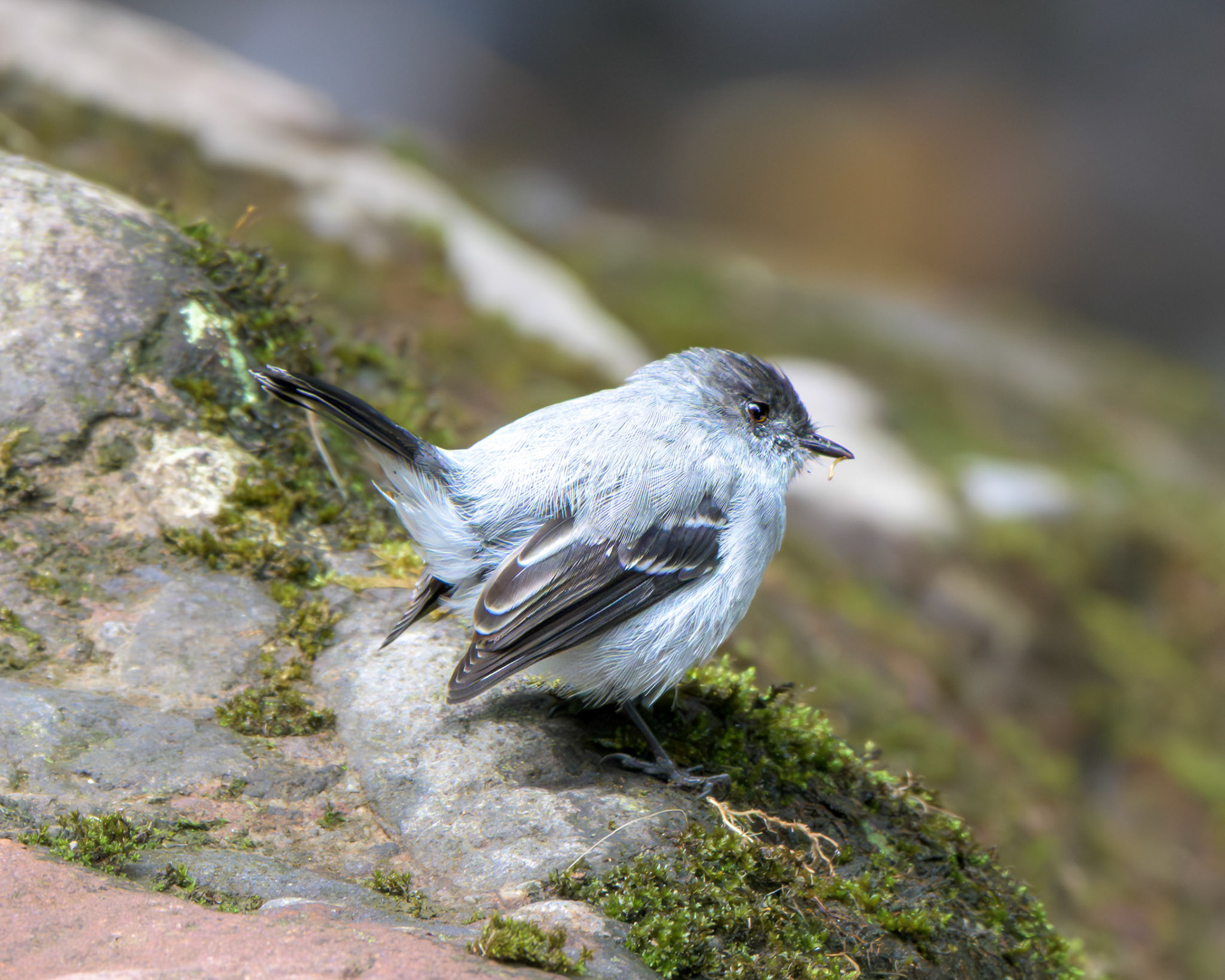 Torrent Tyrannulet