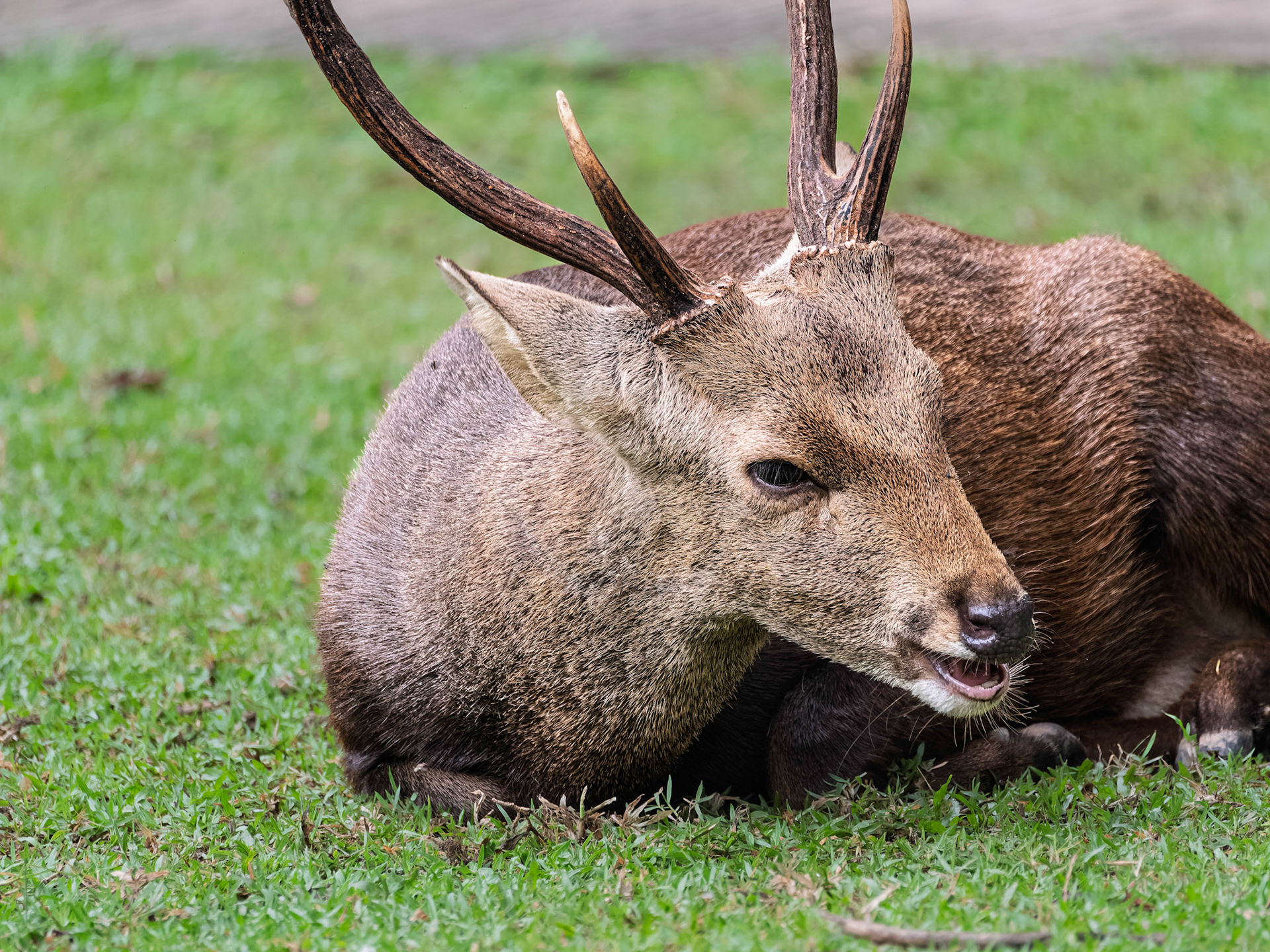Chiang Mai - Sambar Deer