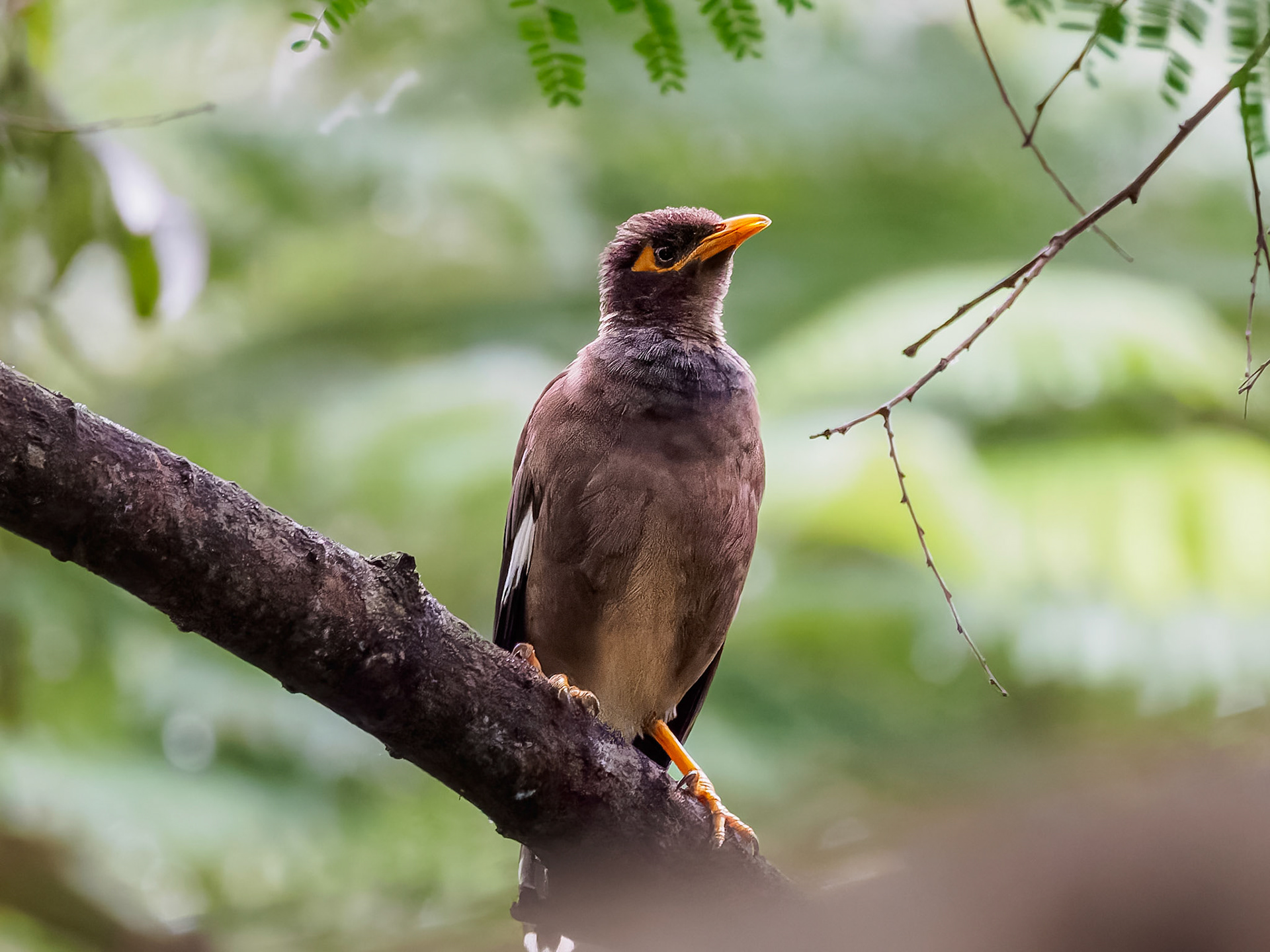 Common Myna