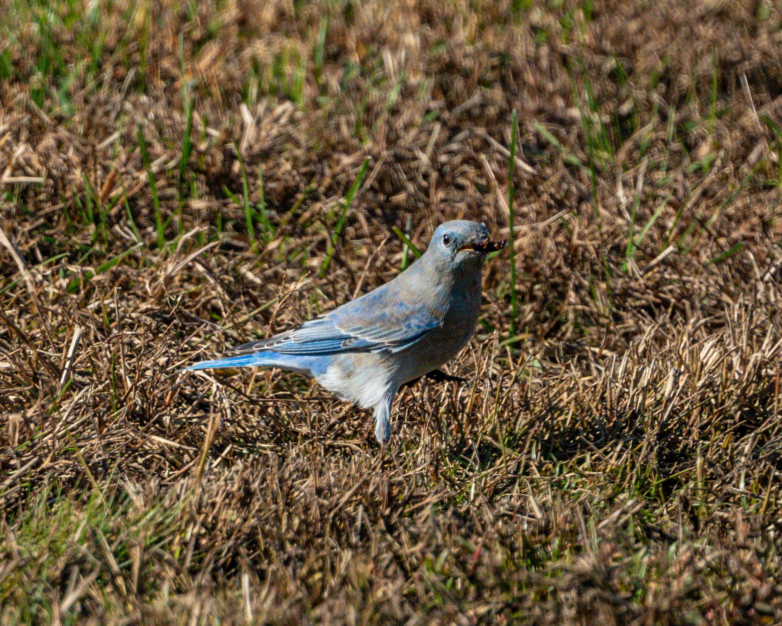 Mountain Bluebird