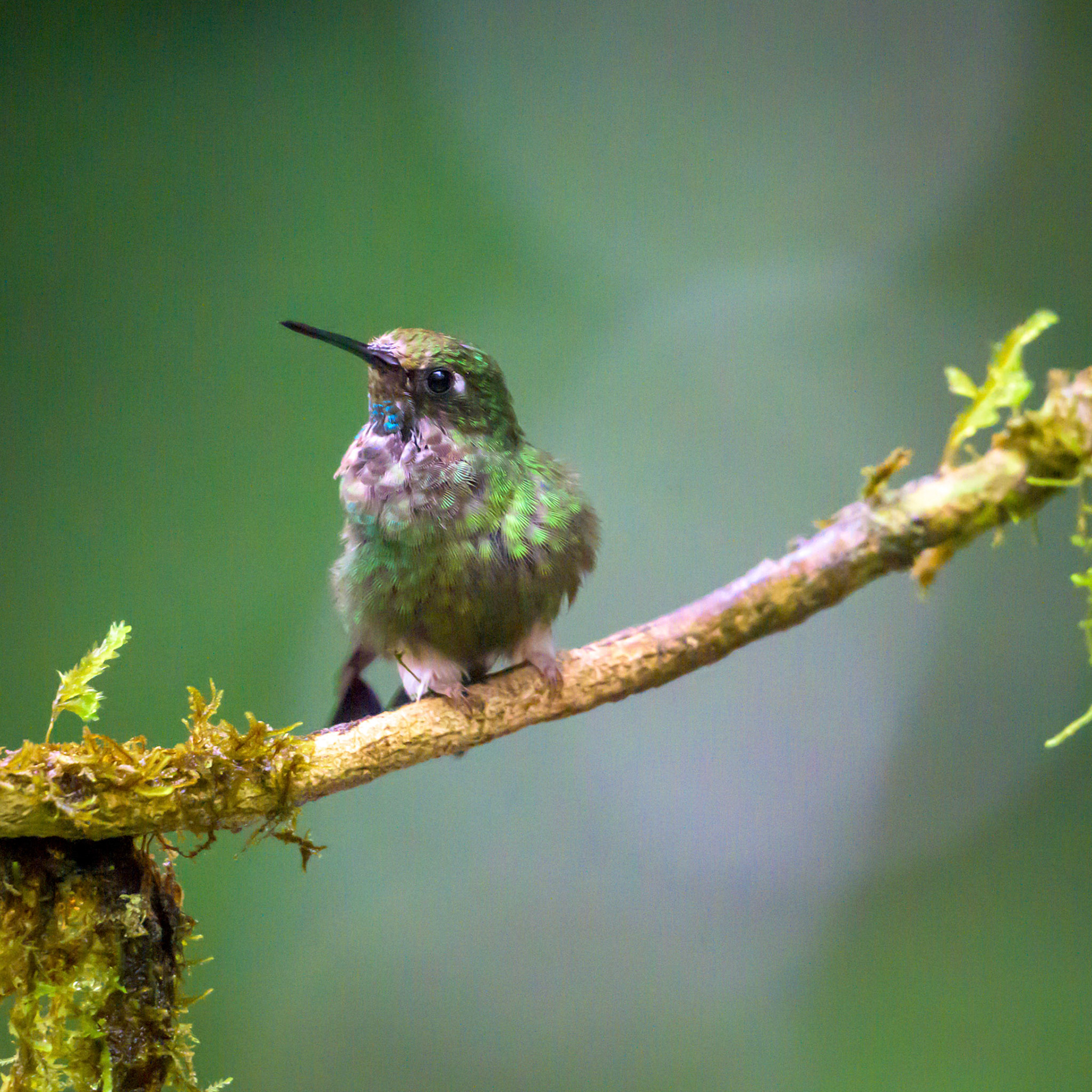Greenish Puffleg