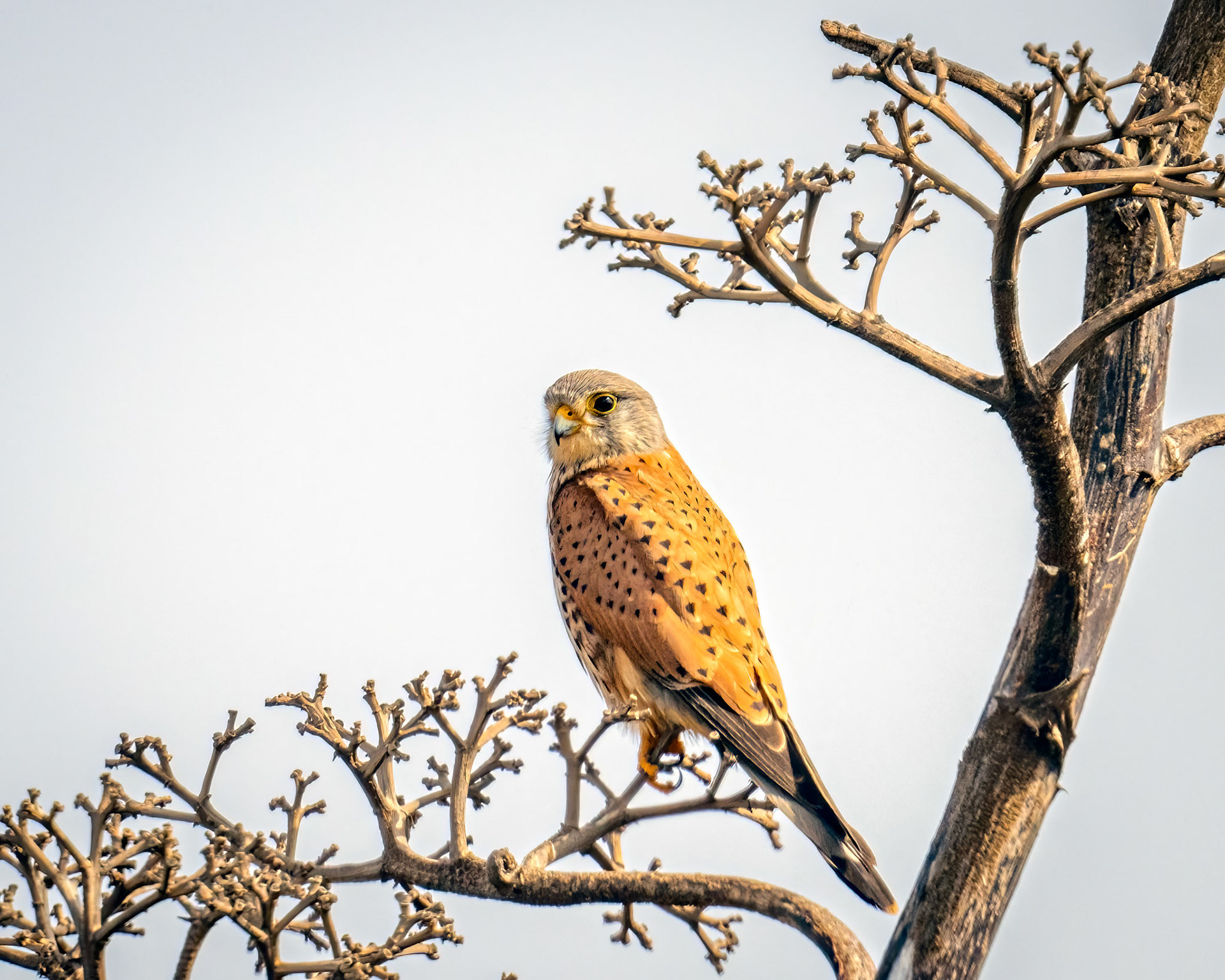 Eurasian kestral