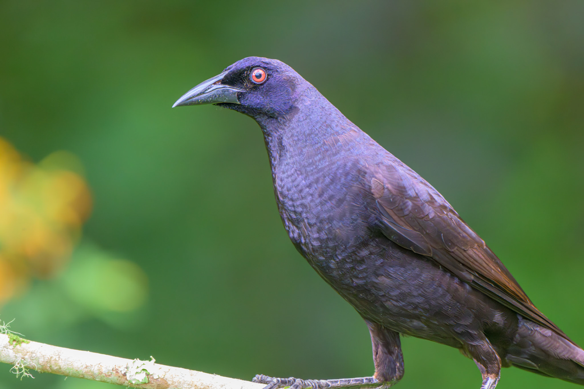 Giant Cowbird