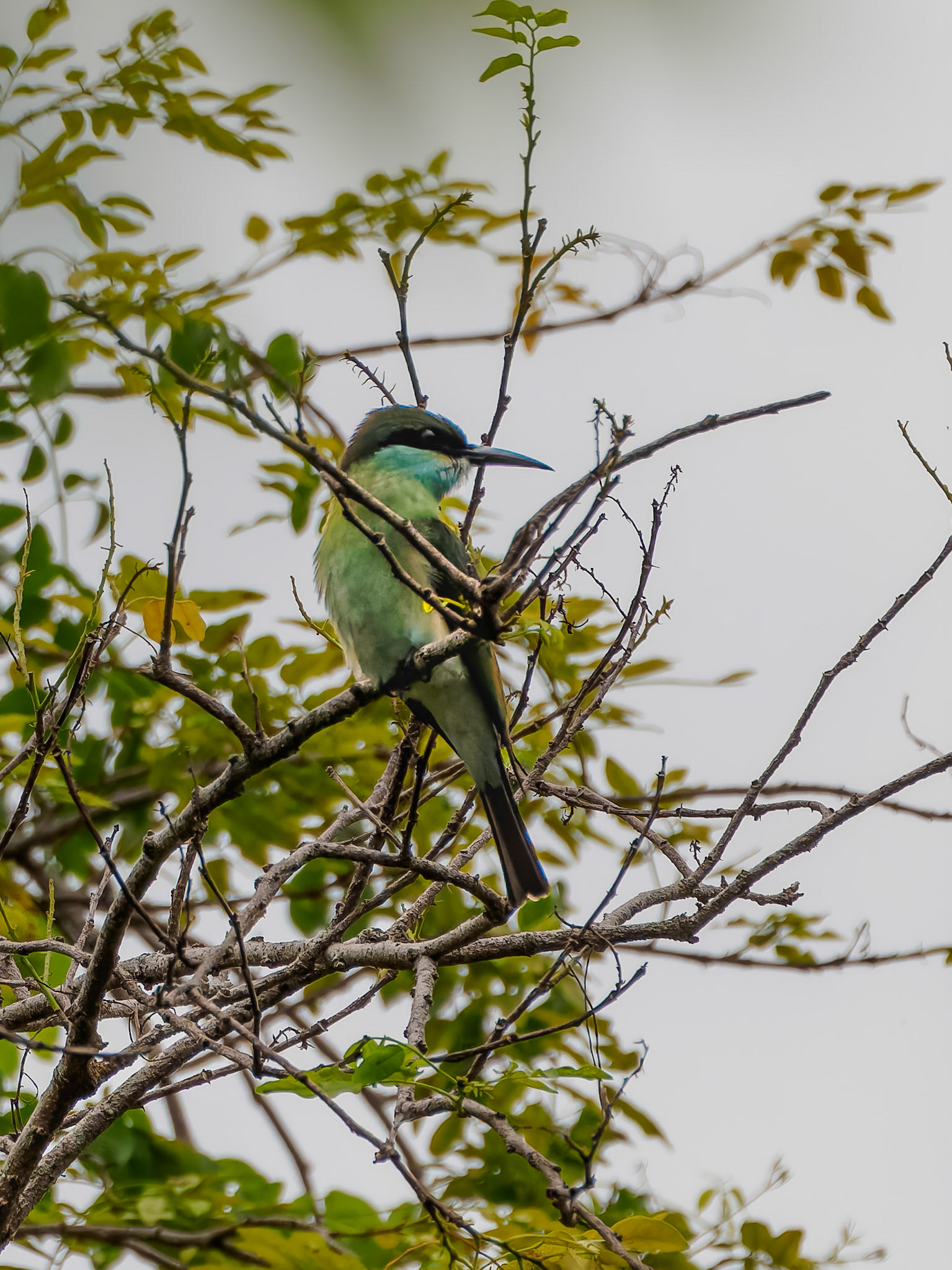 Blue-throated Bee-eater