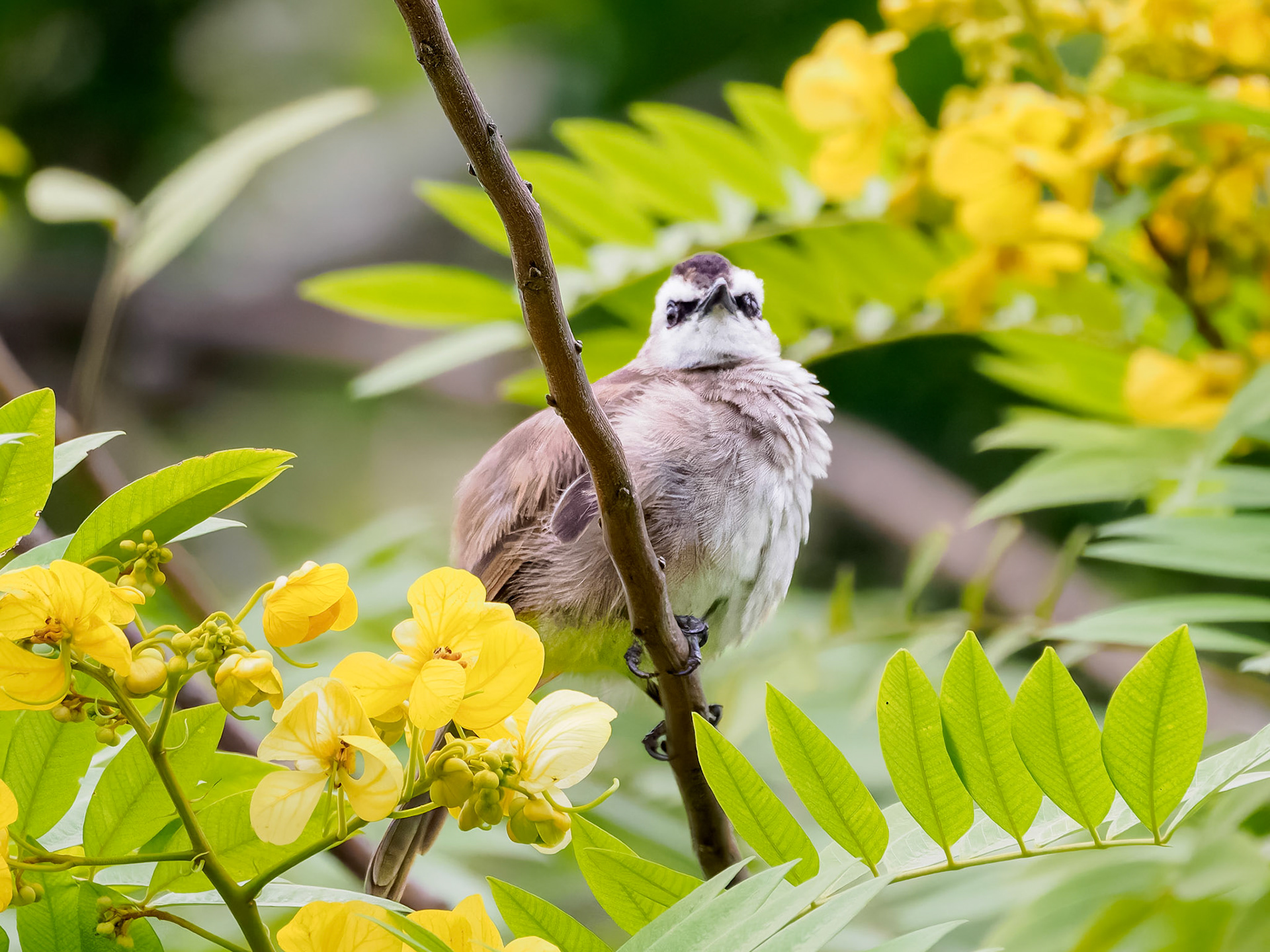 Yellow-vented Bulbul