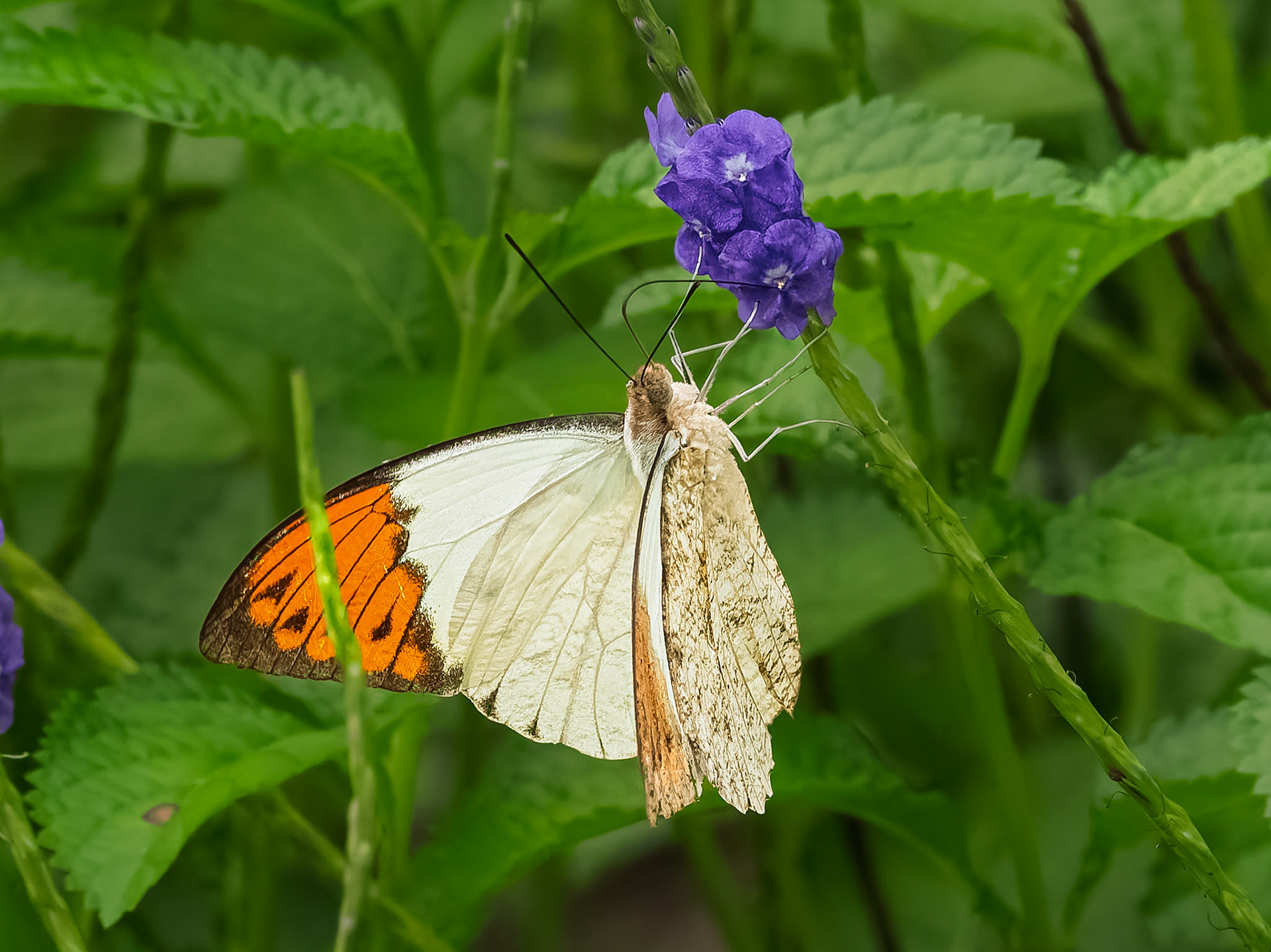 Cat Ba Island - Blue Triangle Butterfly
