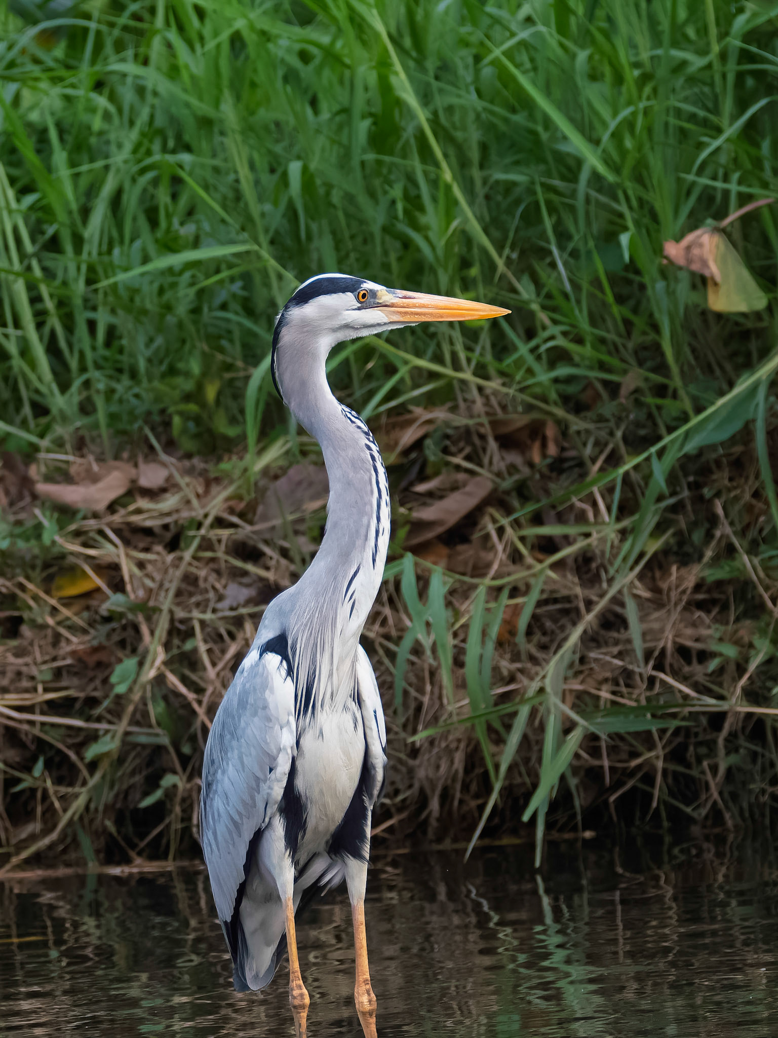 Gray Heron