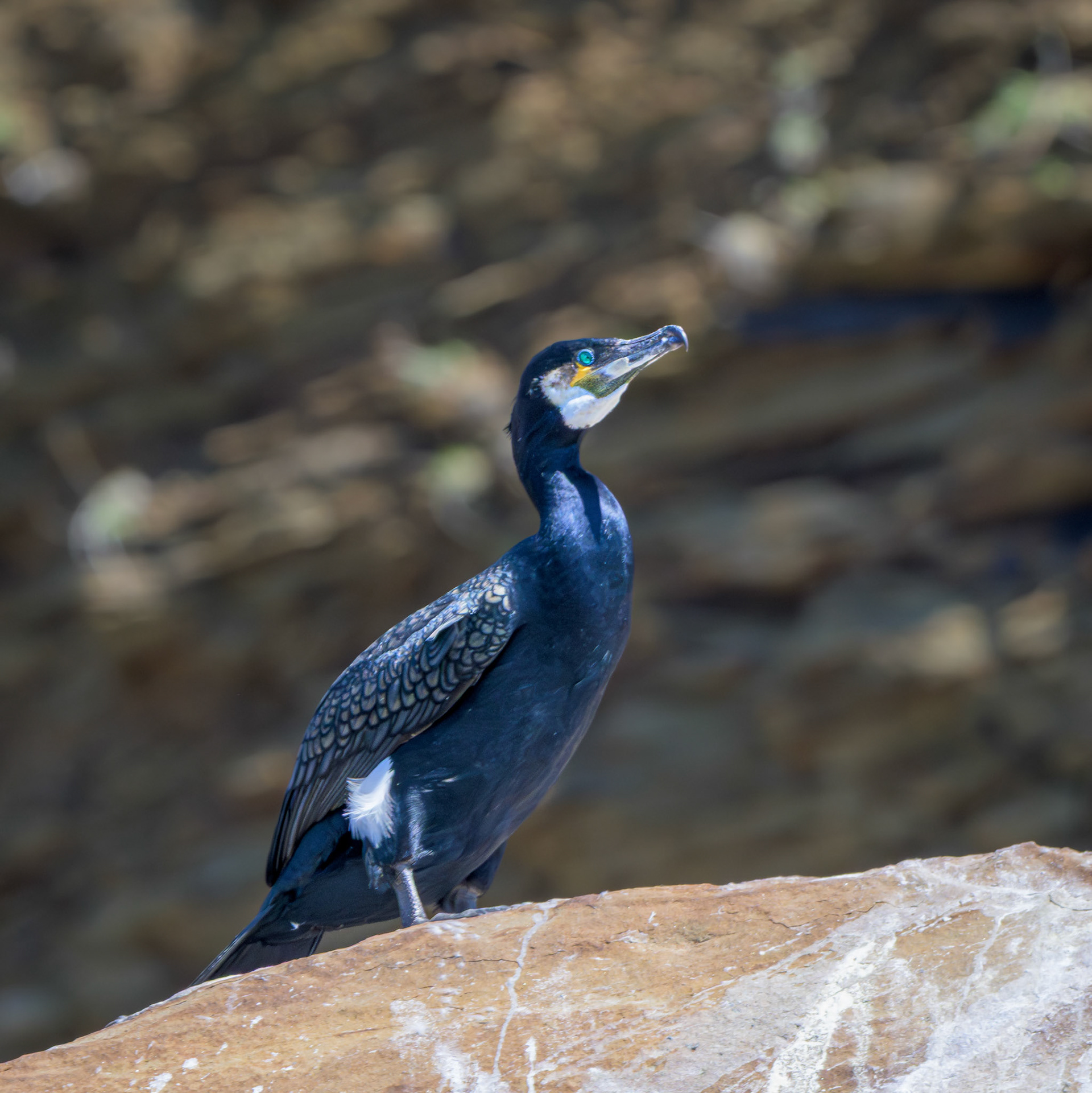 Great Cormorant