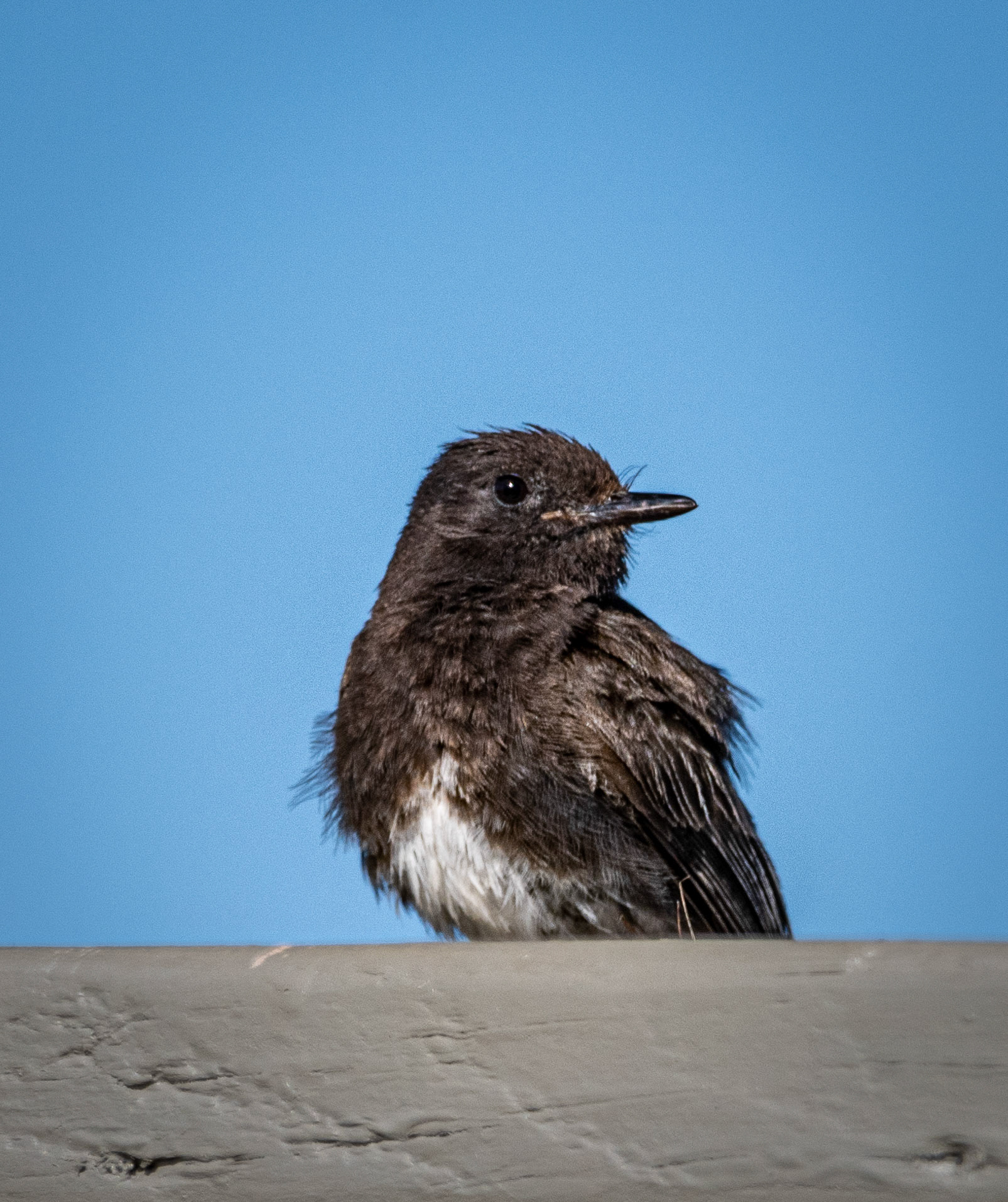 Black Phoebe