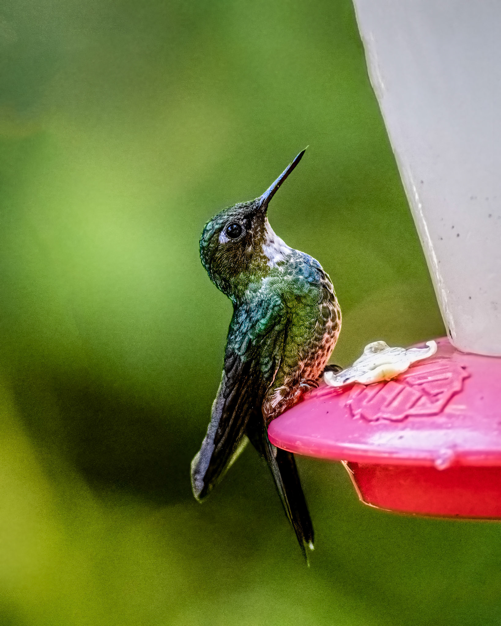 Tourmaline sunangel hummingbird
