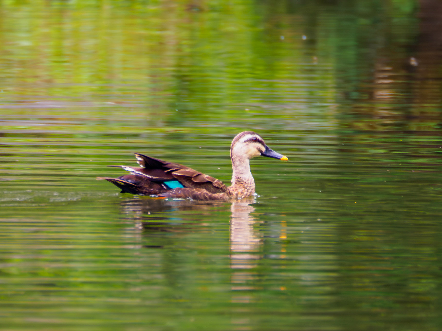 Eastern spot-billed duck