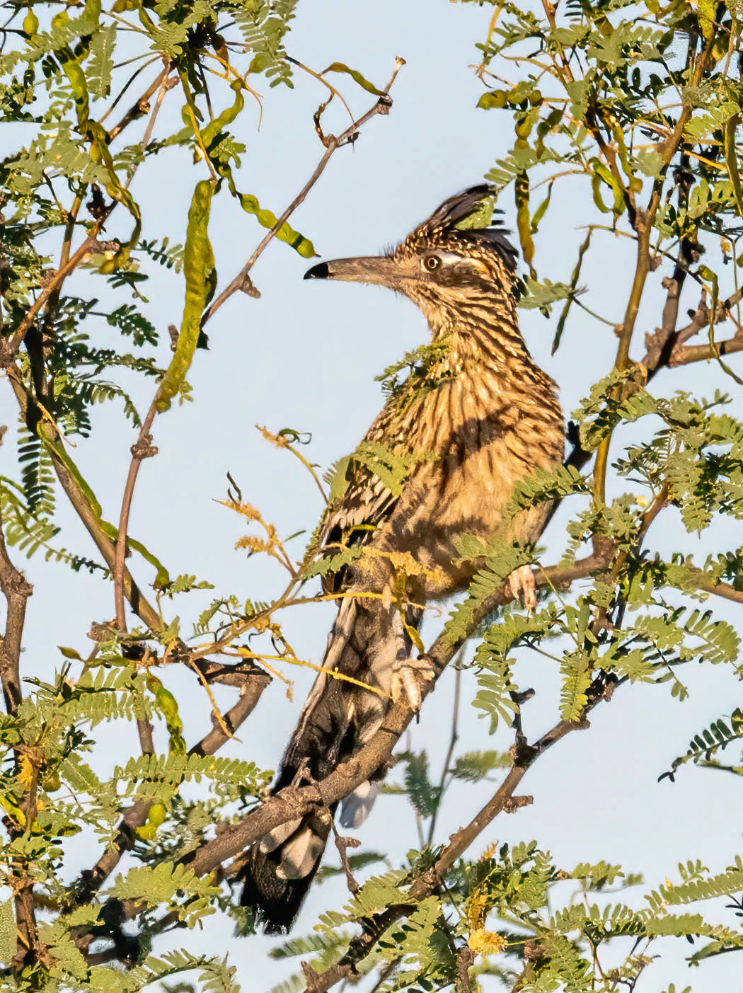 Greater Roadrunner