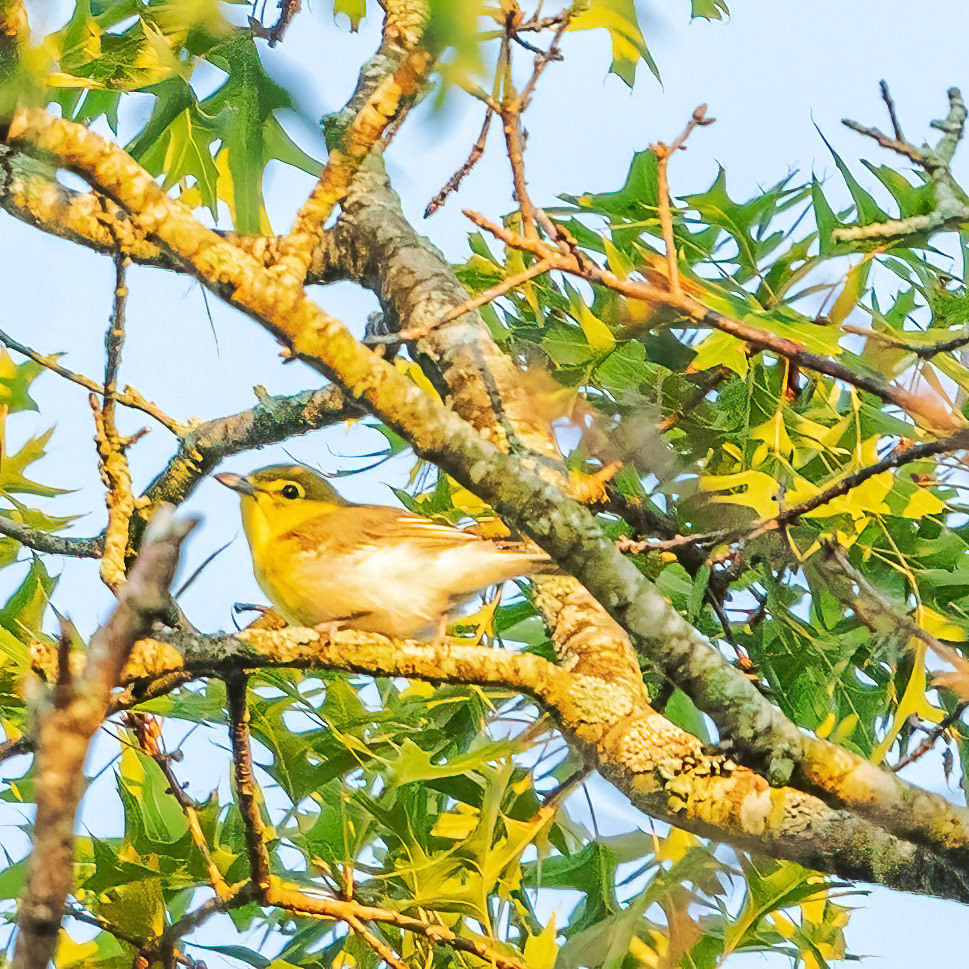 Yellow -throated vireo