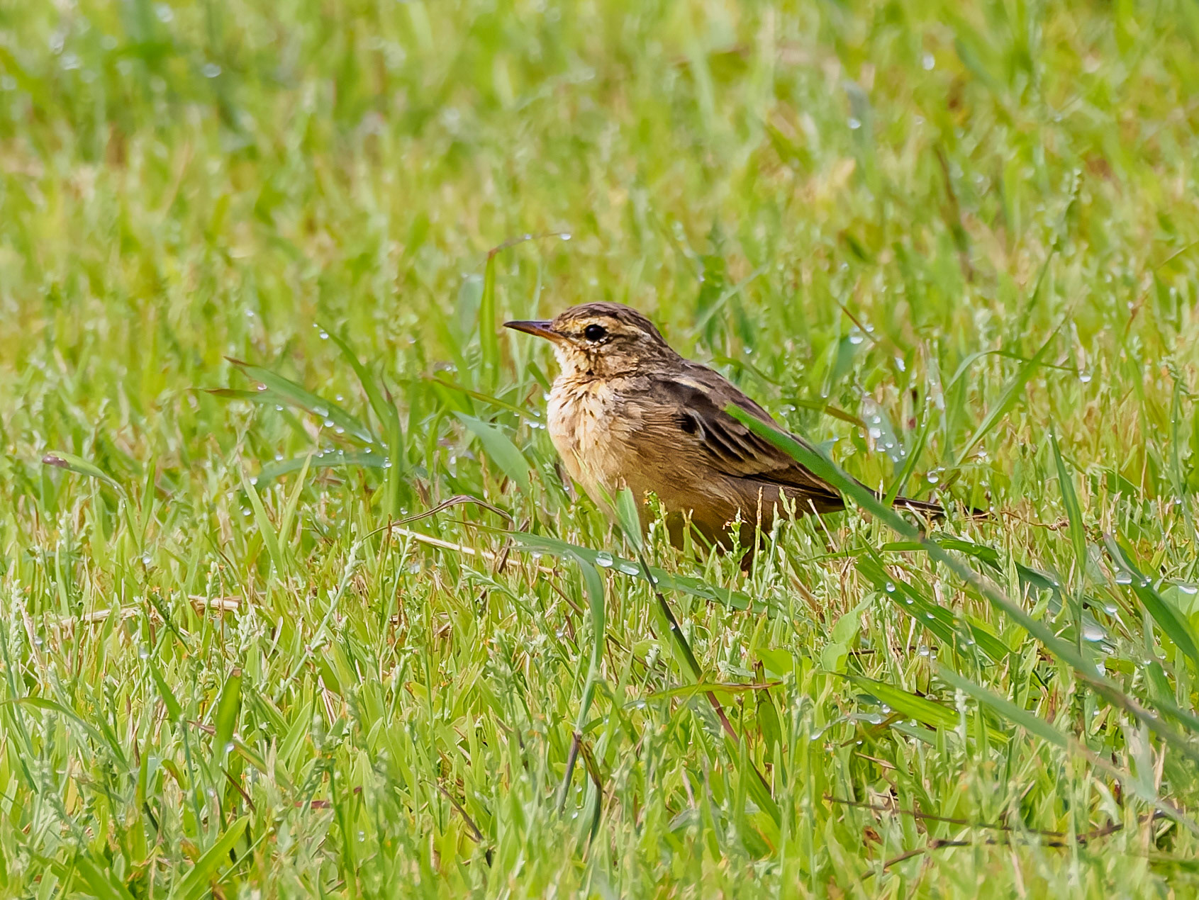 Paddyfield Pipit
