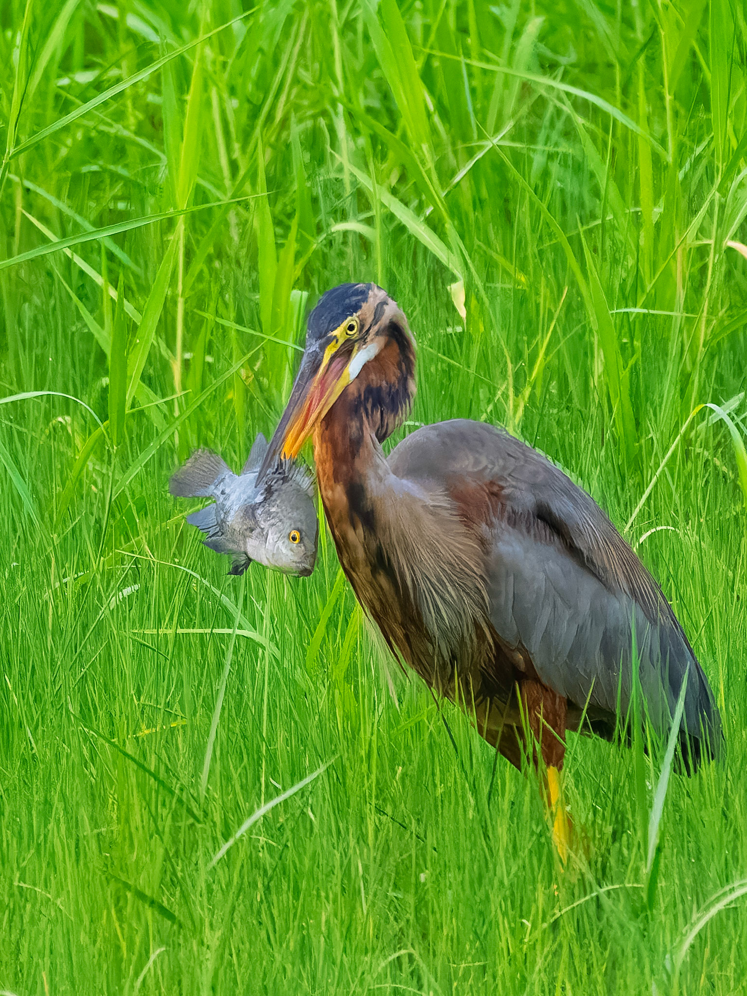 Purple Heron