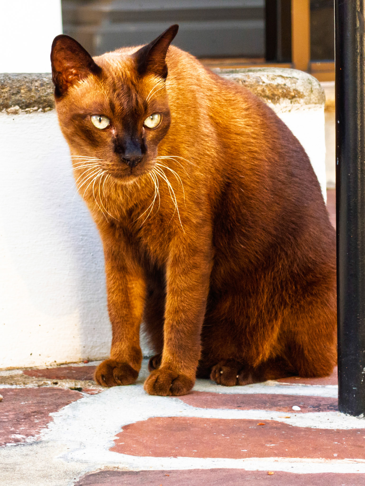 Bangkok - Wat Pho predator