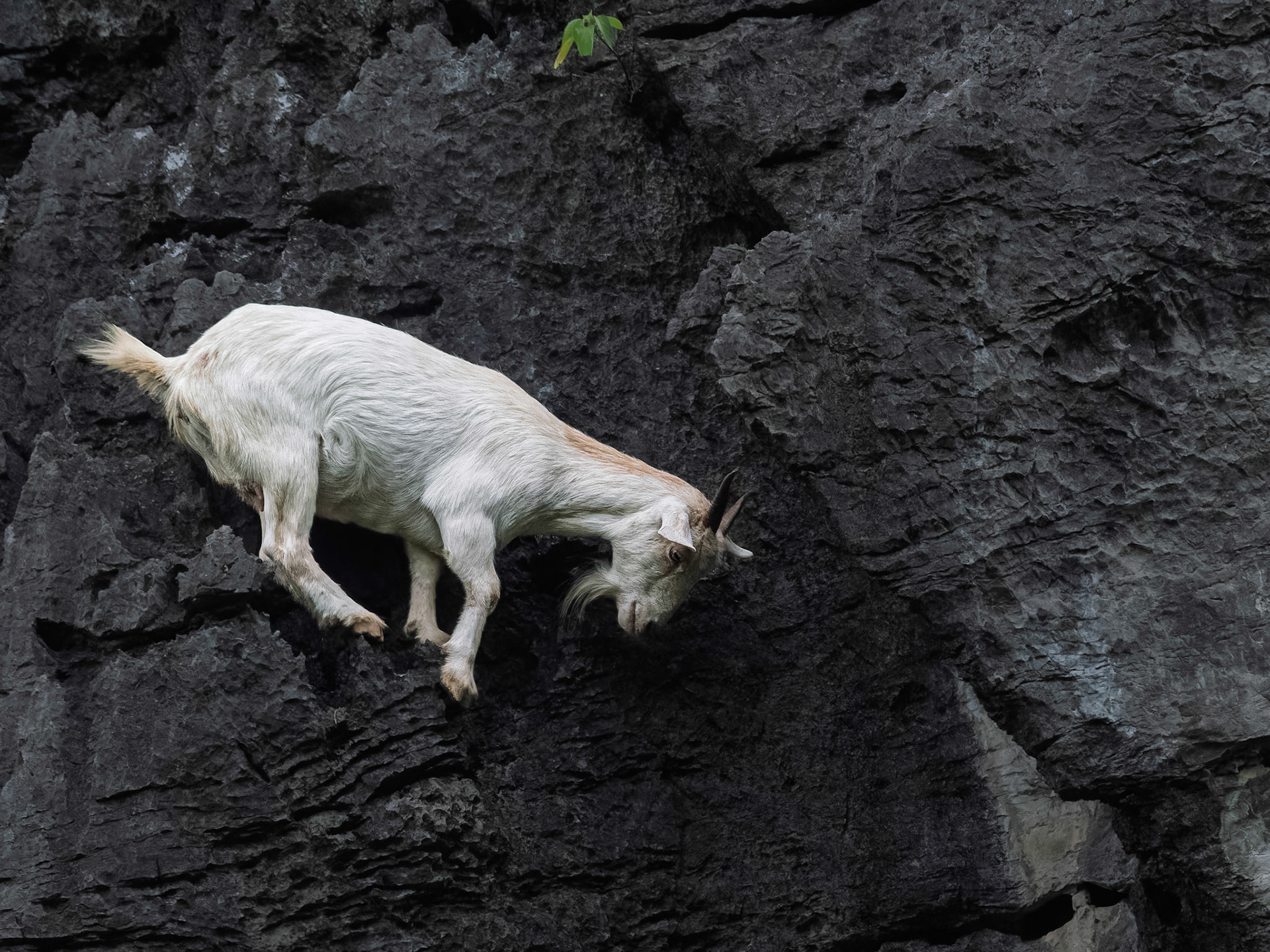 Tam Coc - Mountain Goat