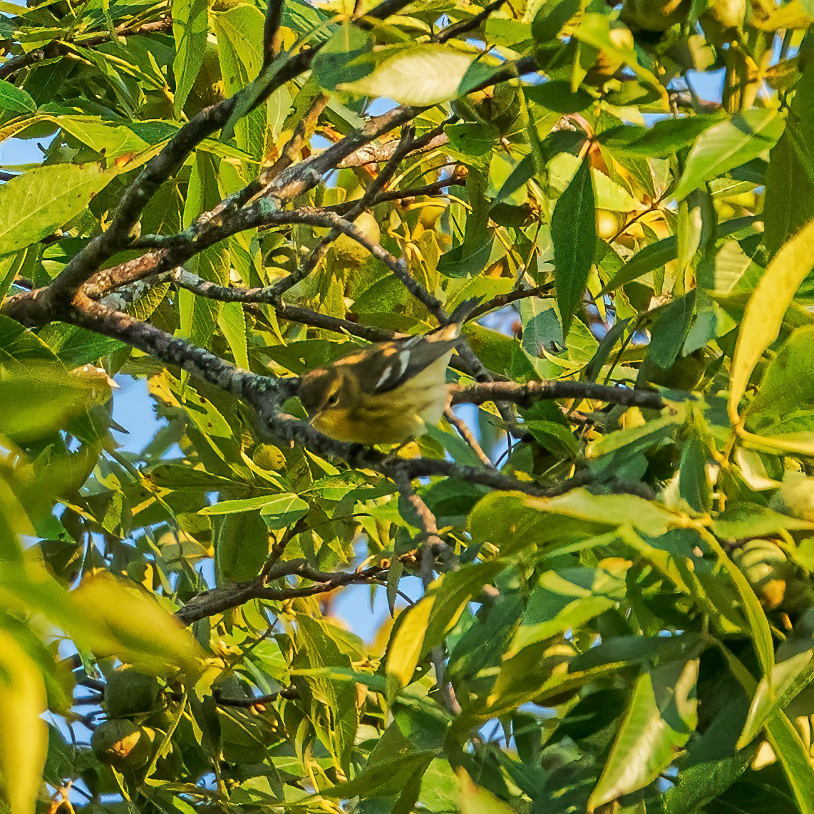Blackburnian warbler