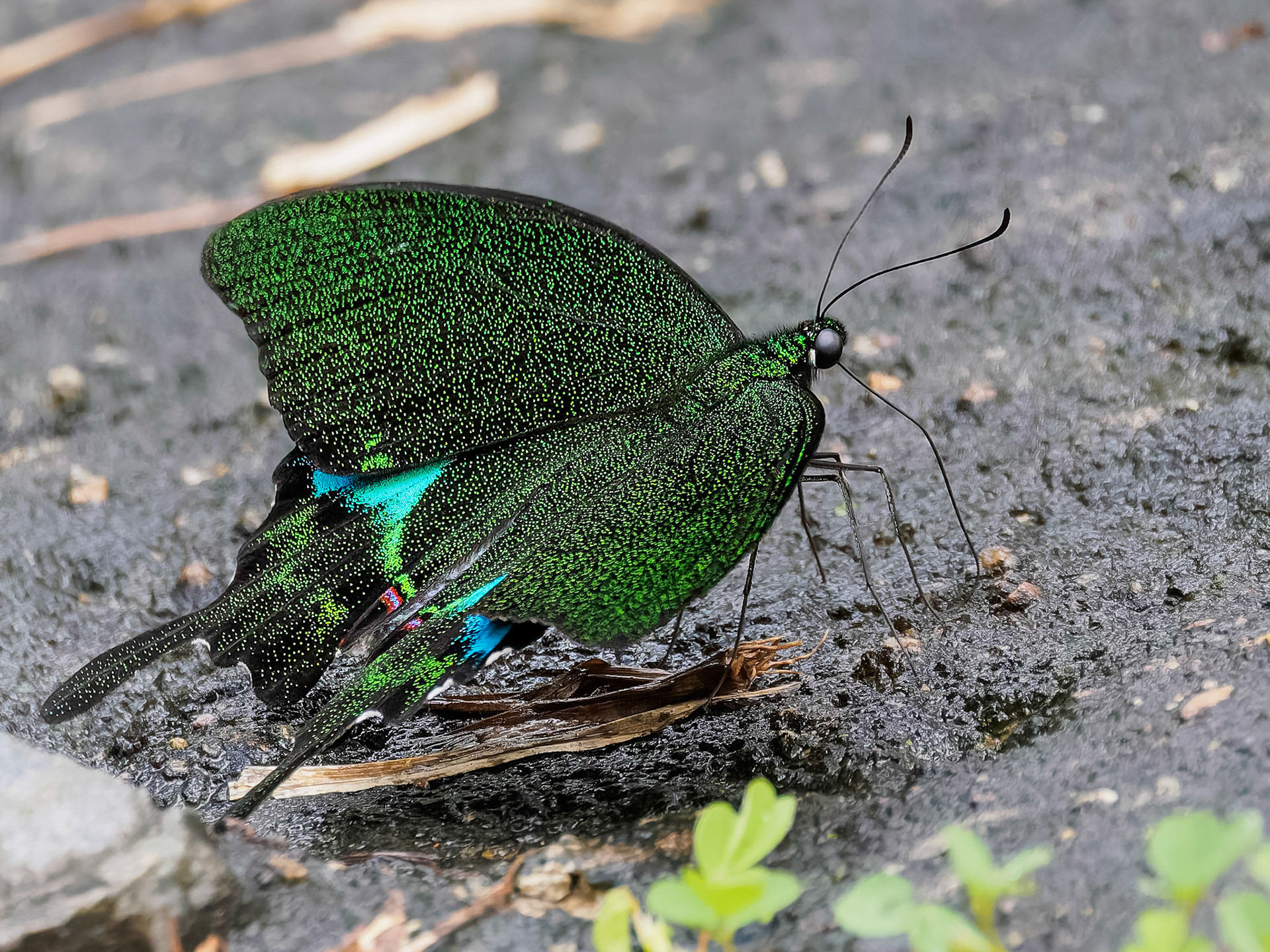 Khao Yai NP - Paris peacock butterfly