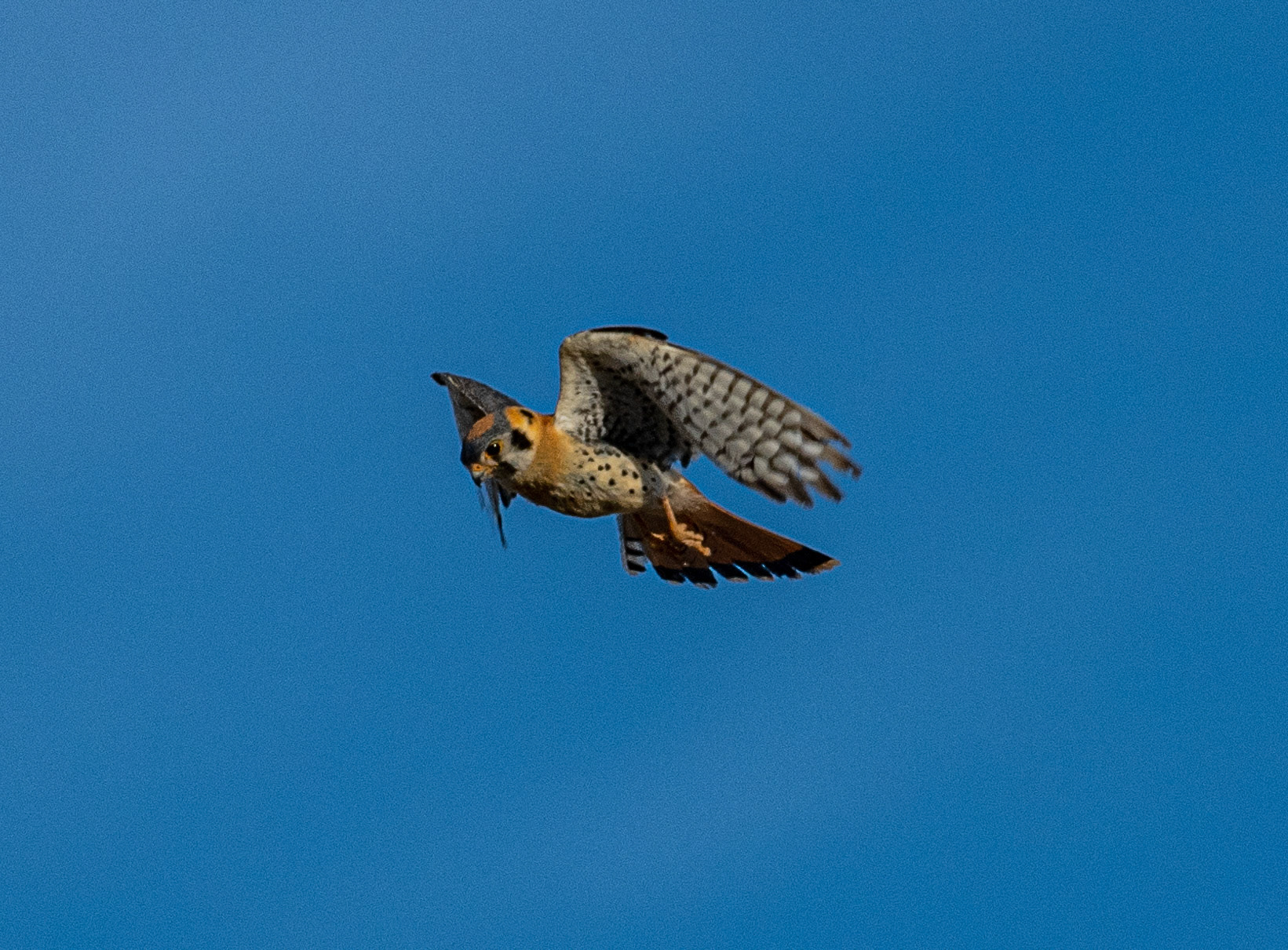 American kestral