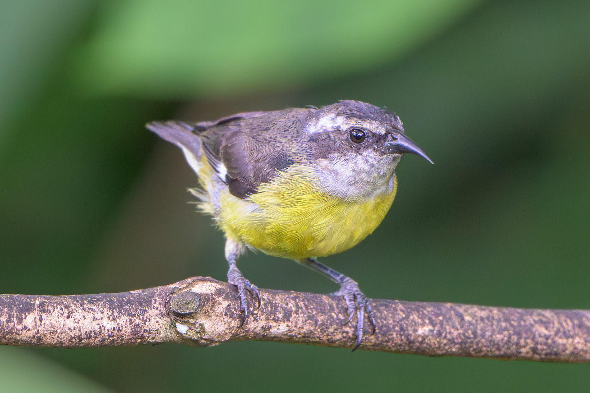Bananaquit