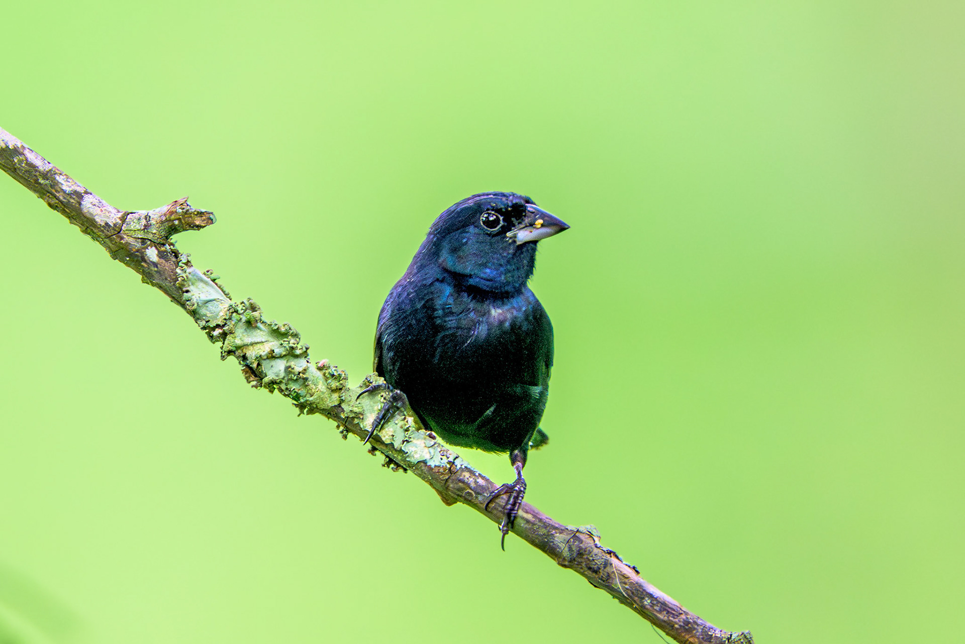 Blue-black Grassquiit