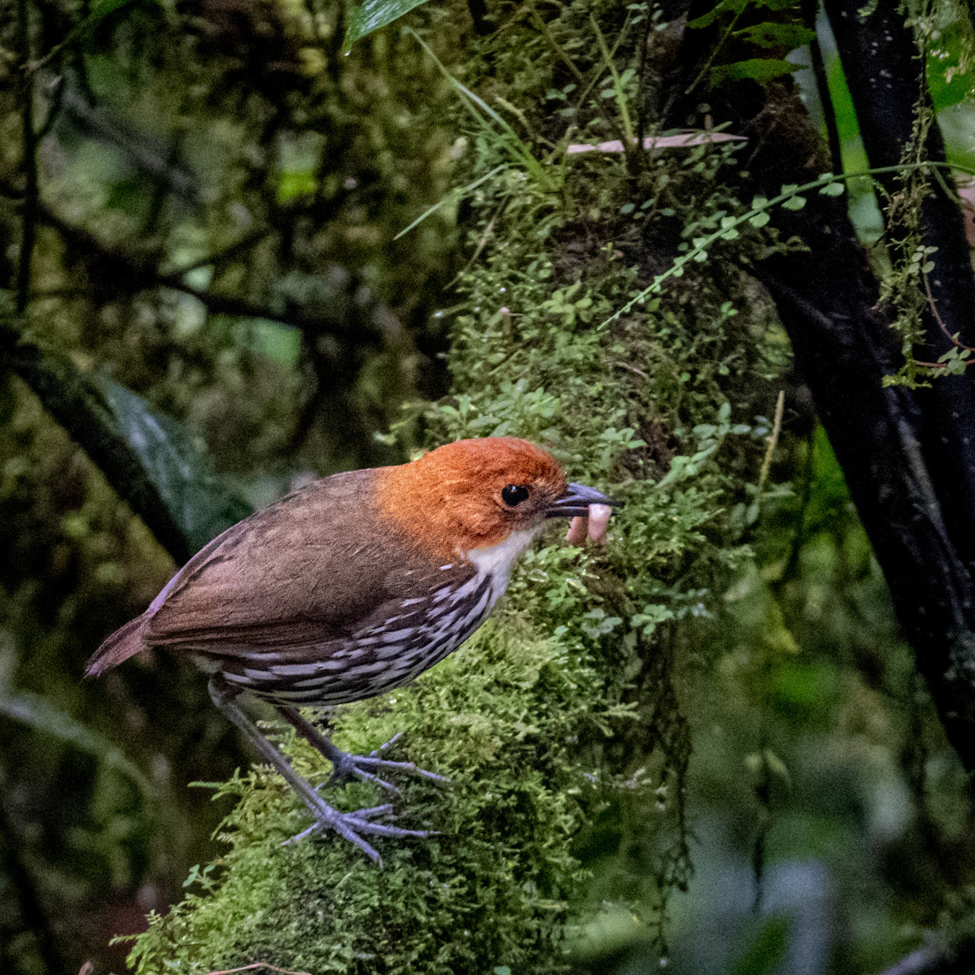 Chestnut-crowned antpitta