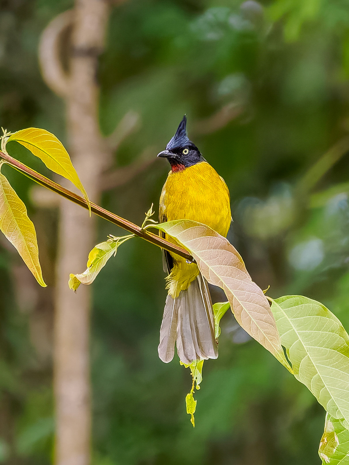 Black-crested Bulbul