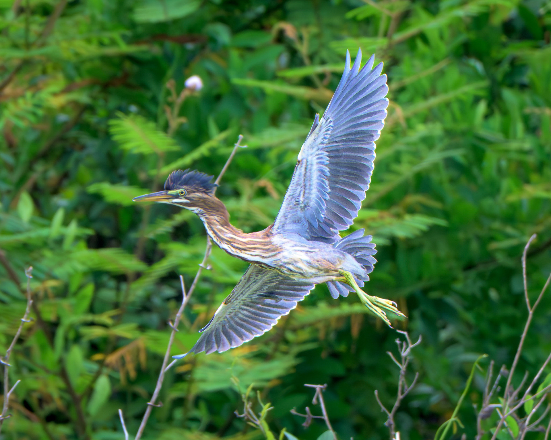 Striated Heron