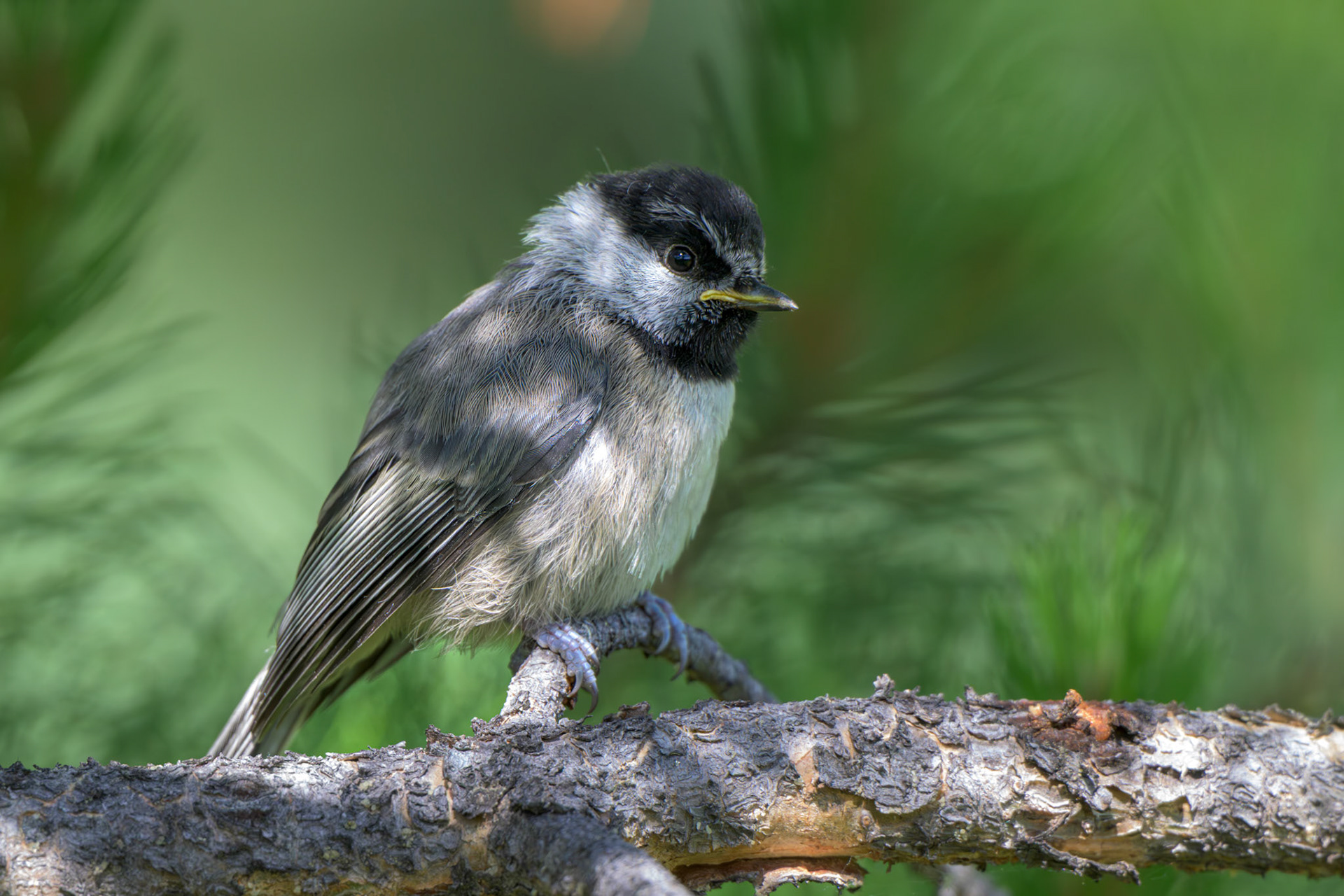 Mountain Chickadee