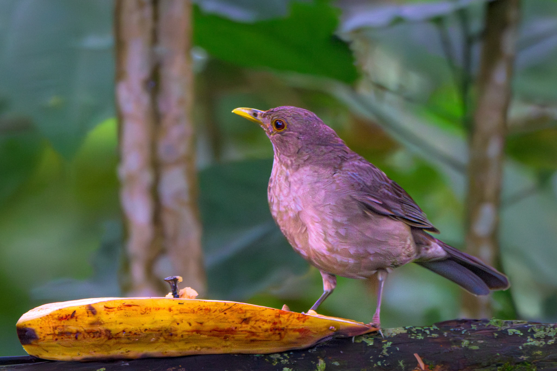 Clay-colored Thrush