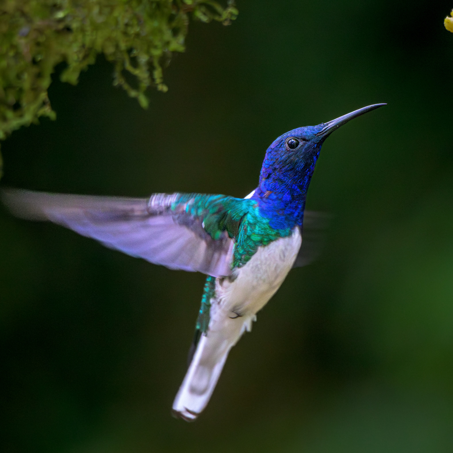 White-necked Jacobin