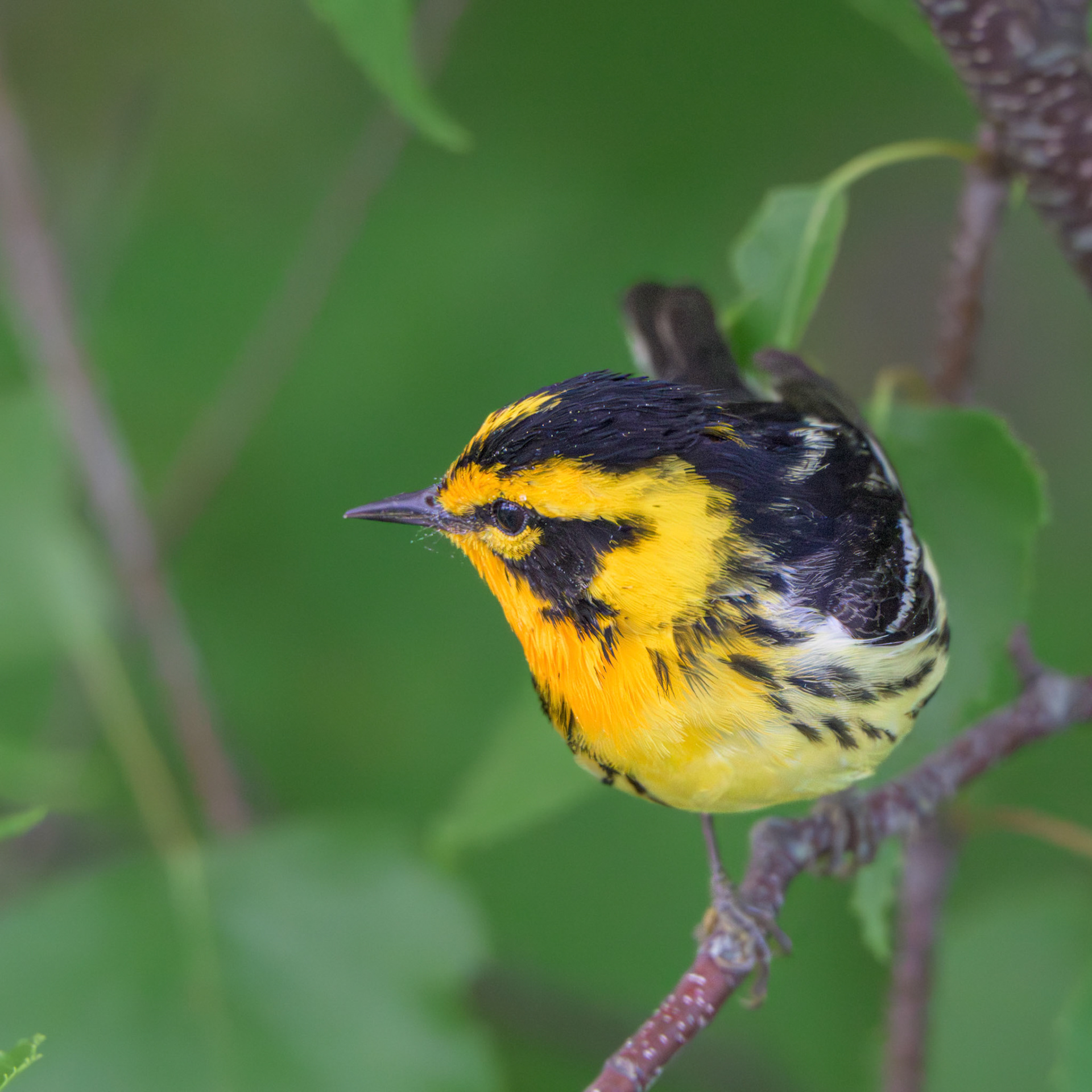 Blackburnian Warbler