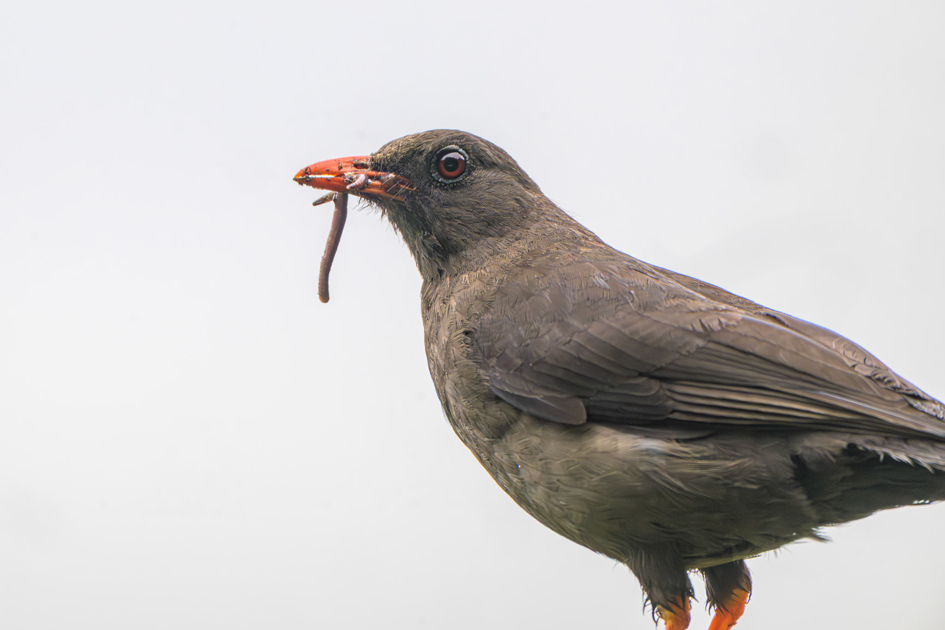 Chiguanco Thrush