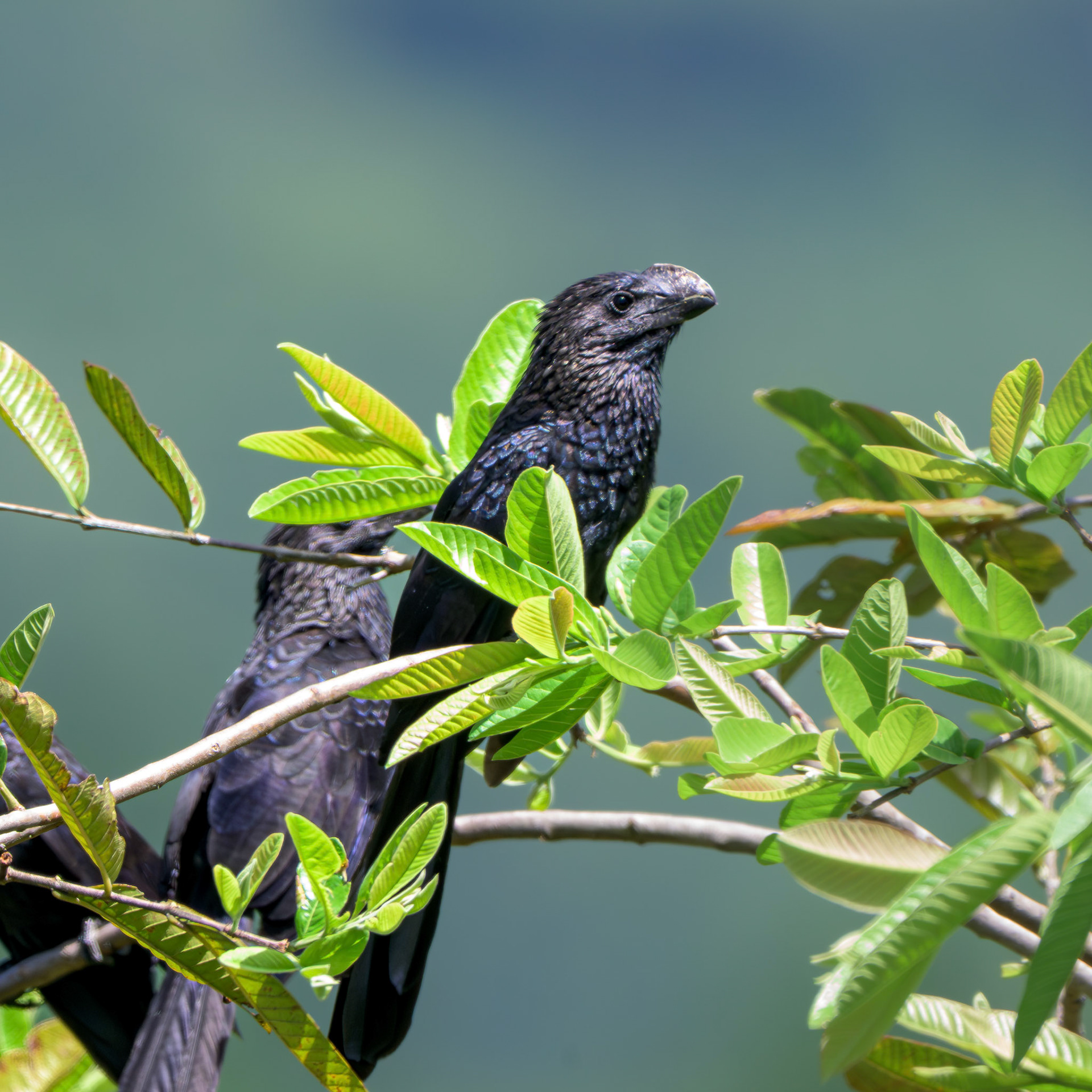 Smooth-billed Ani