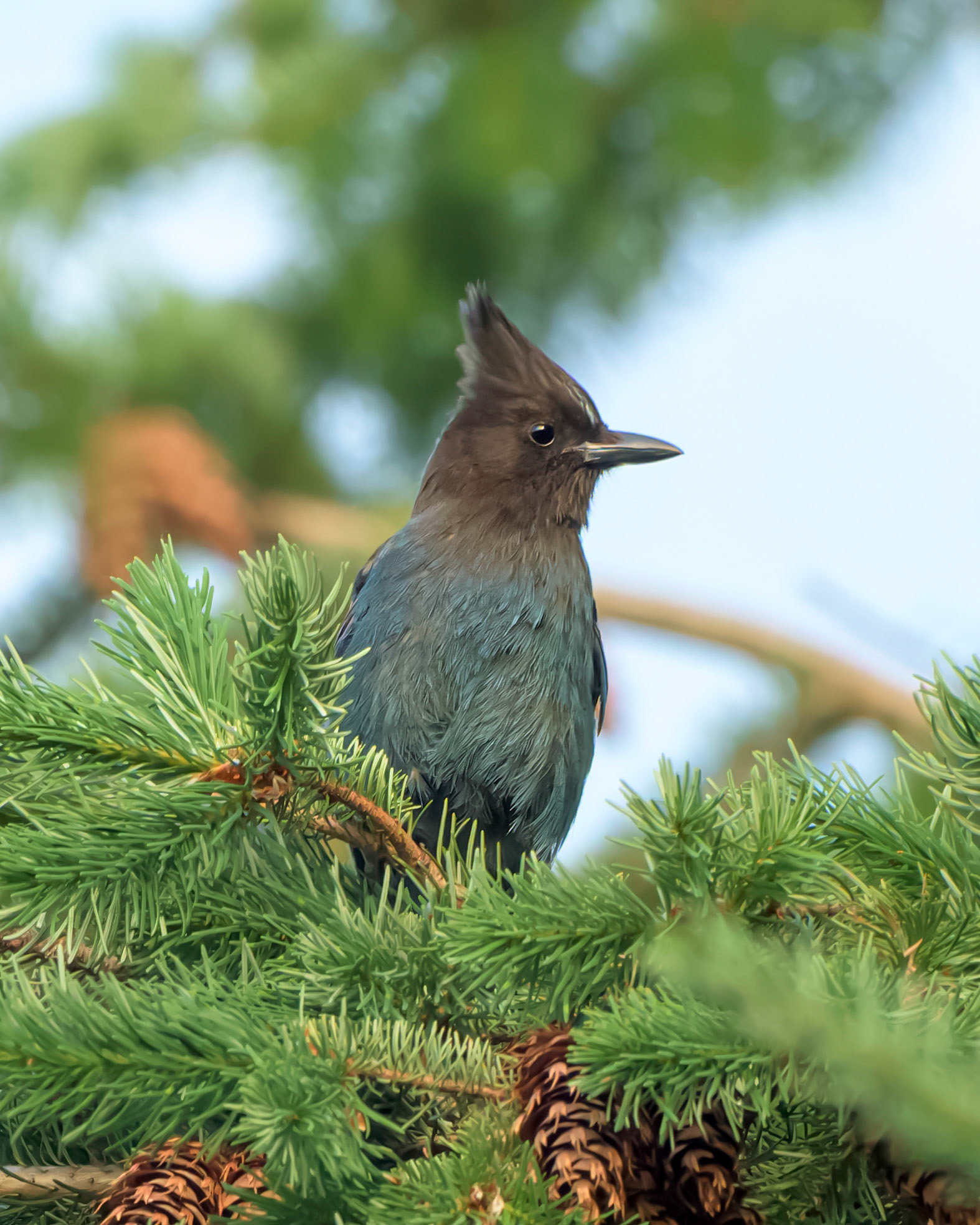 Steller's Jay