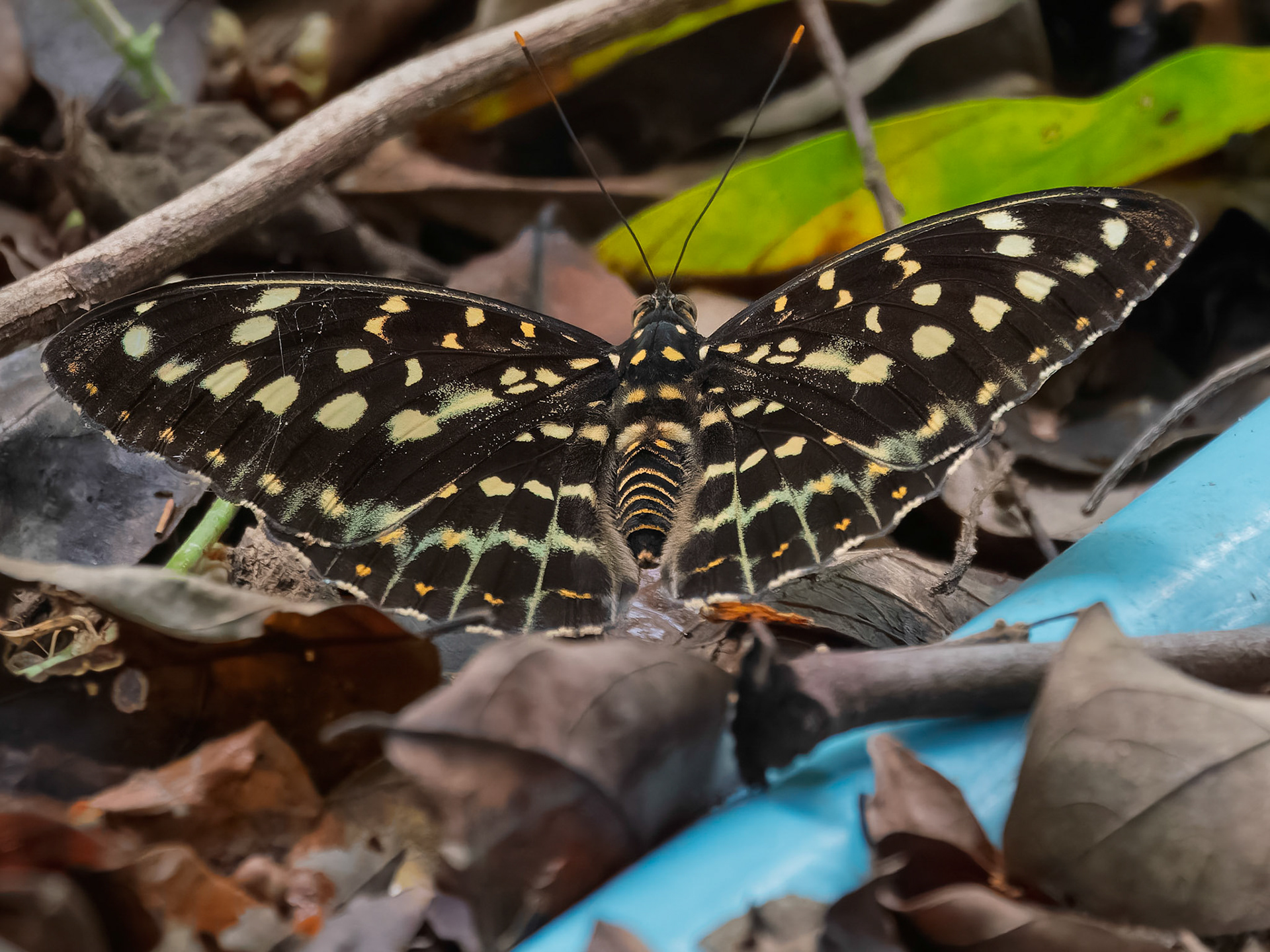 Chiang Mai - Citrus Swallowtail Butterfly