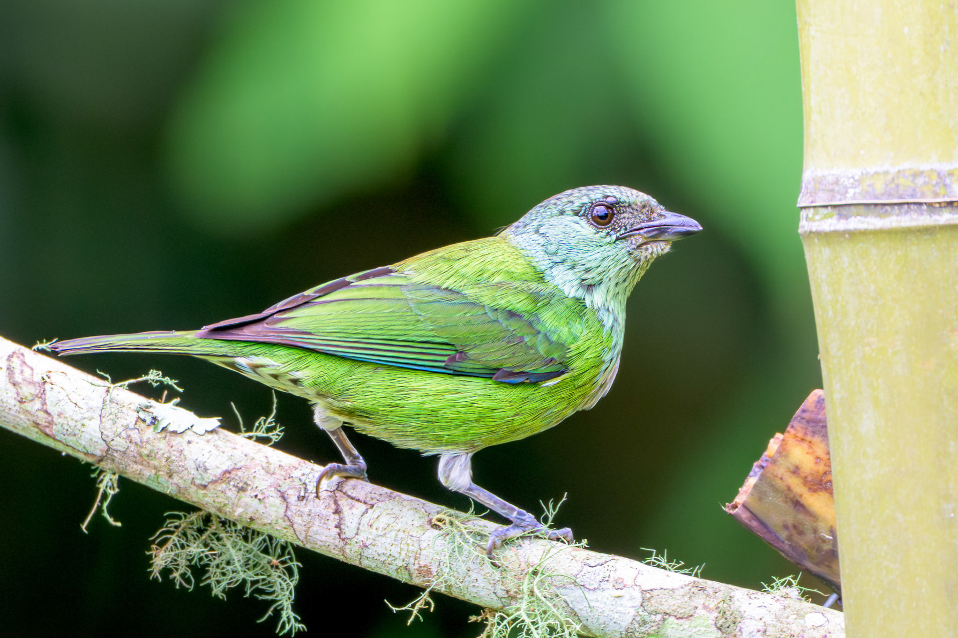 Black-capped Tanager