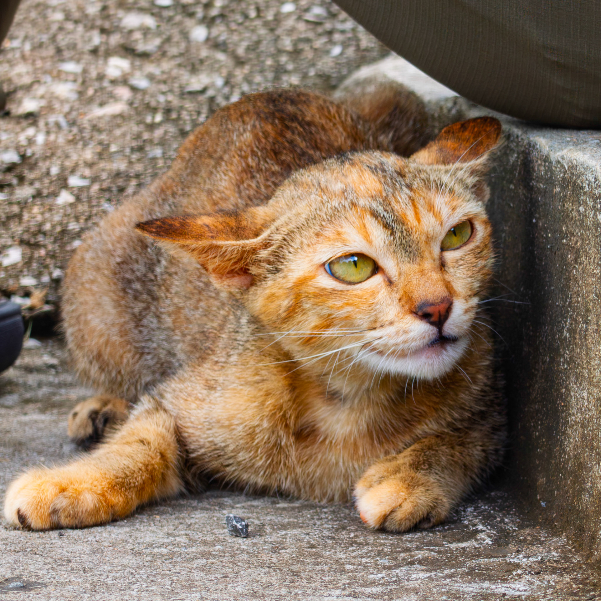 Chiang Rai - Wat Huay Pluak (The White Buddha Temple) predator