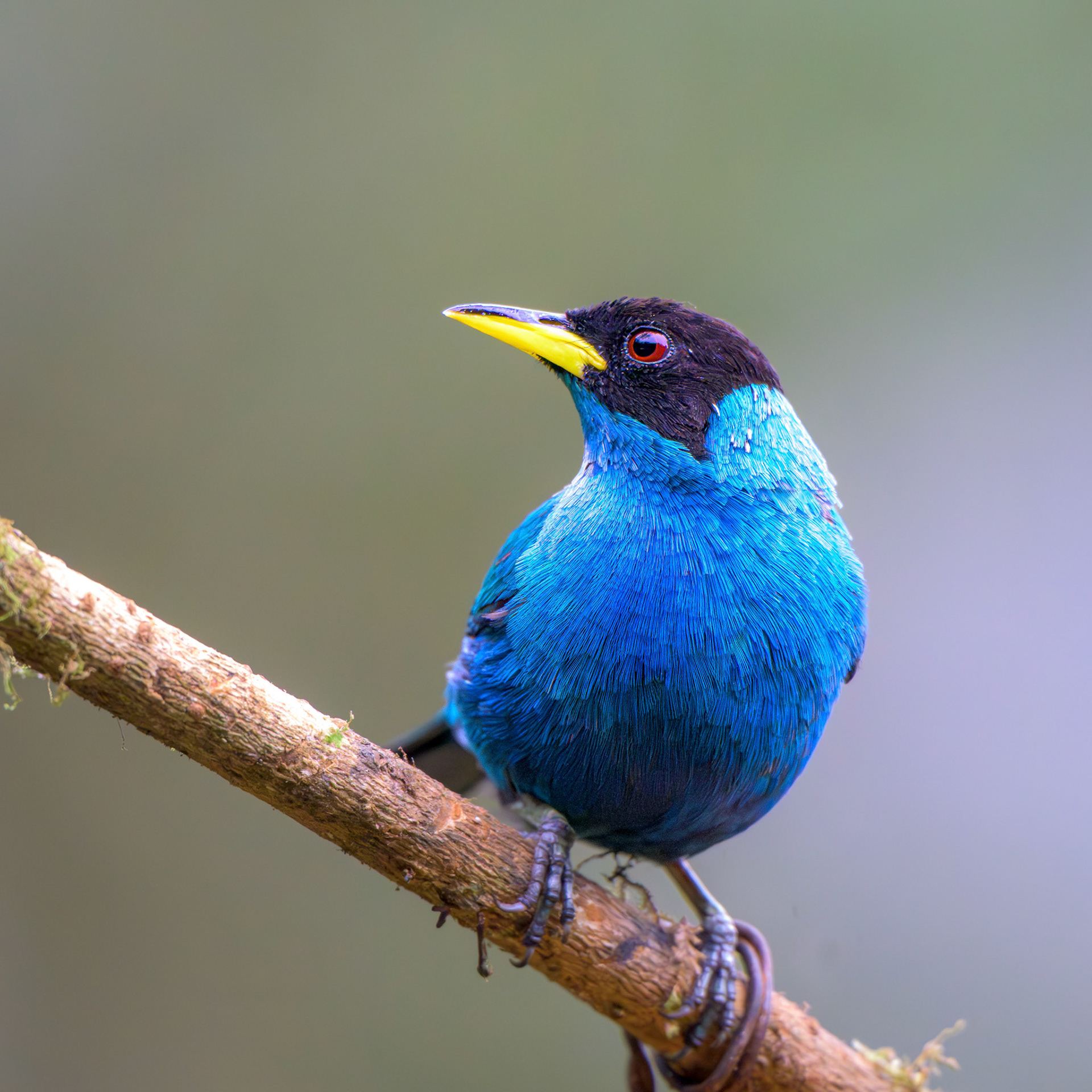 Green Honeycreeper