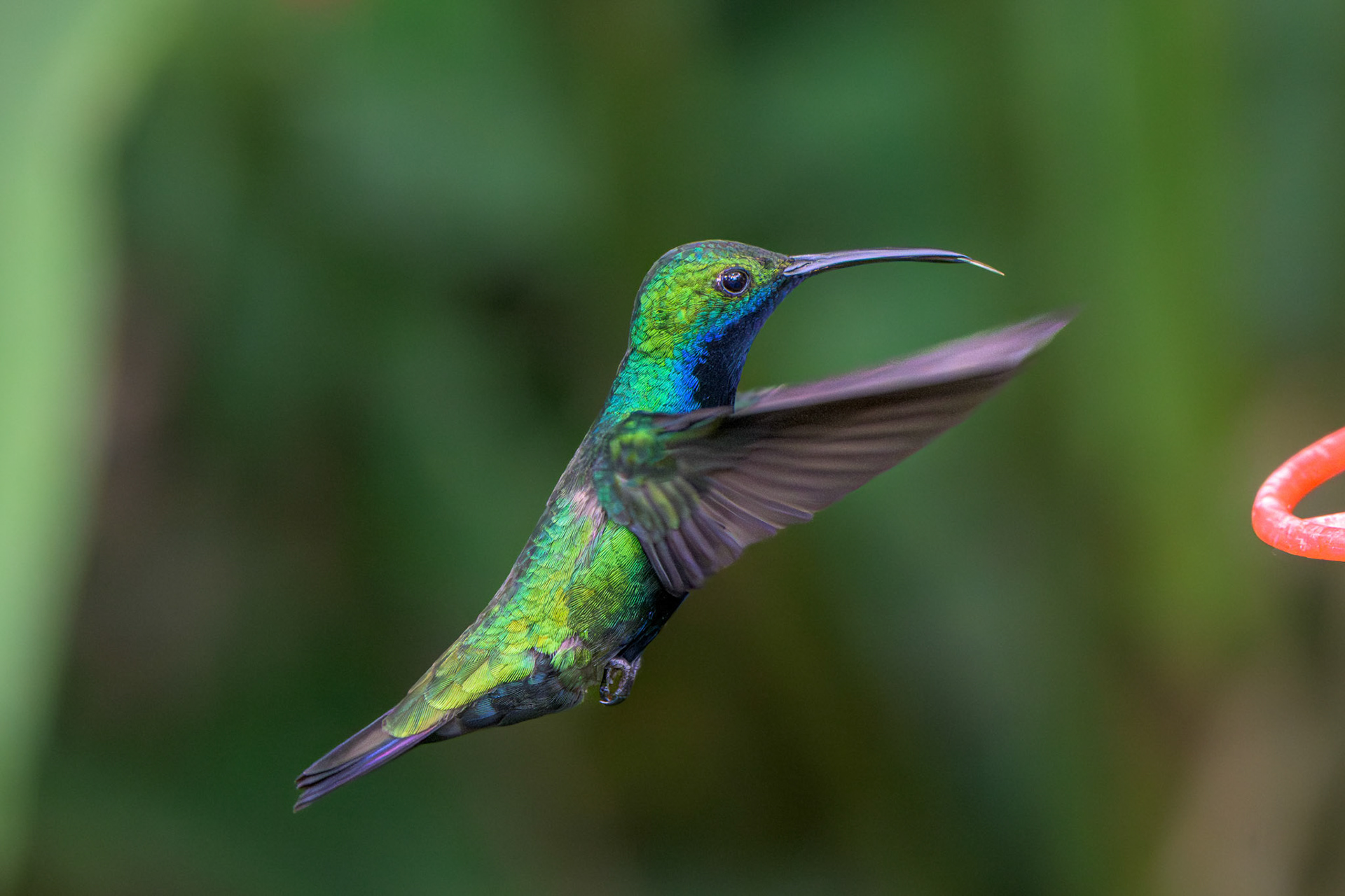 Lesser Violeteer