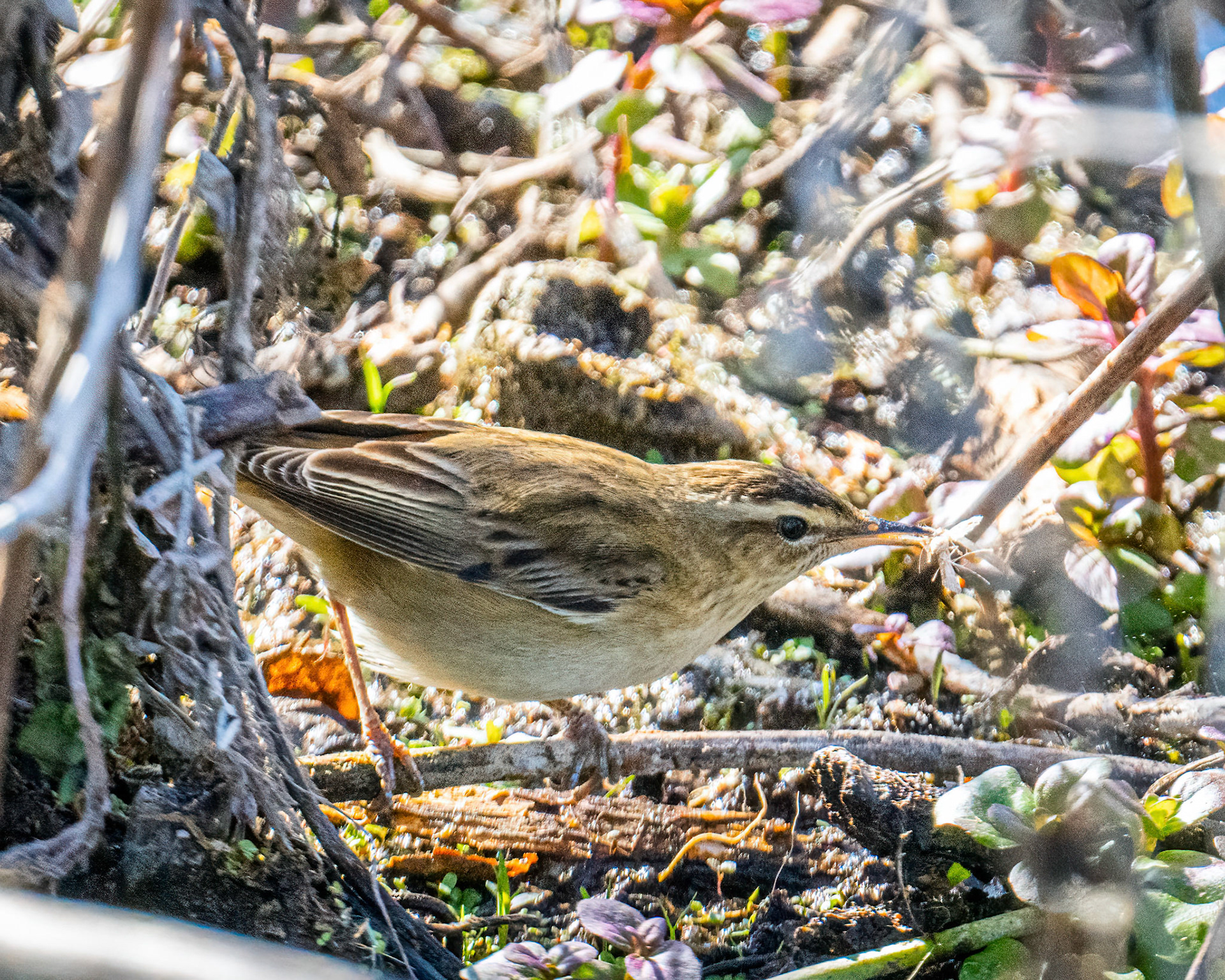 Moustached warbler