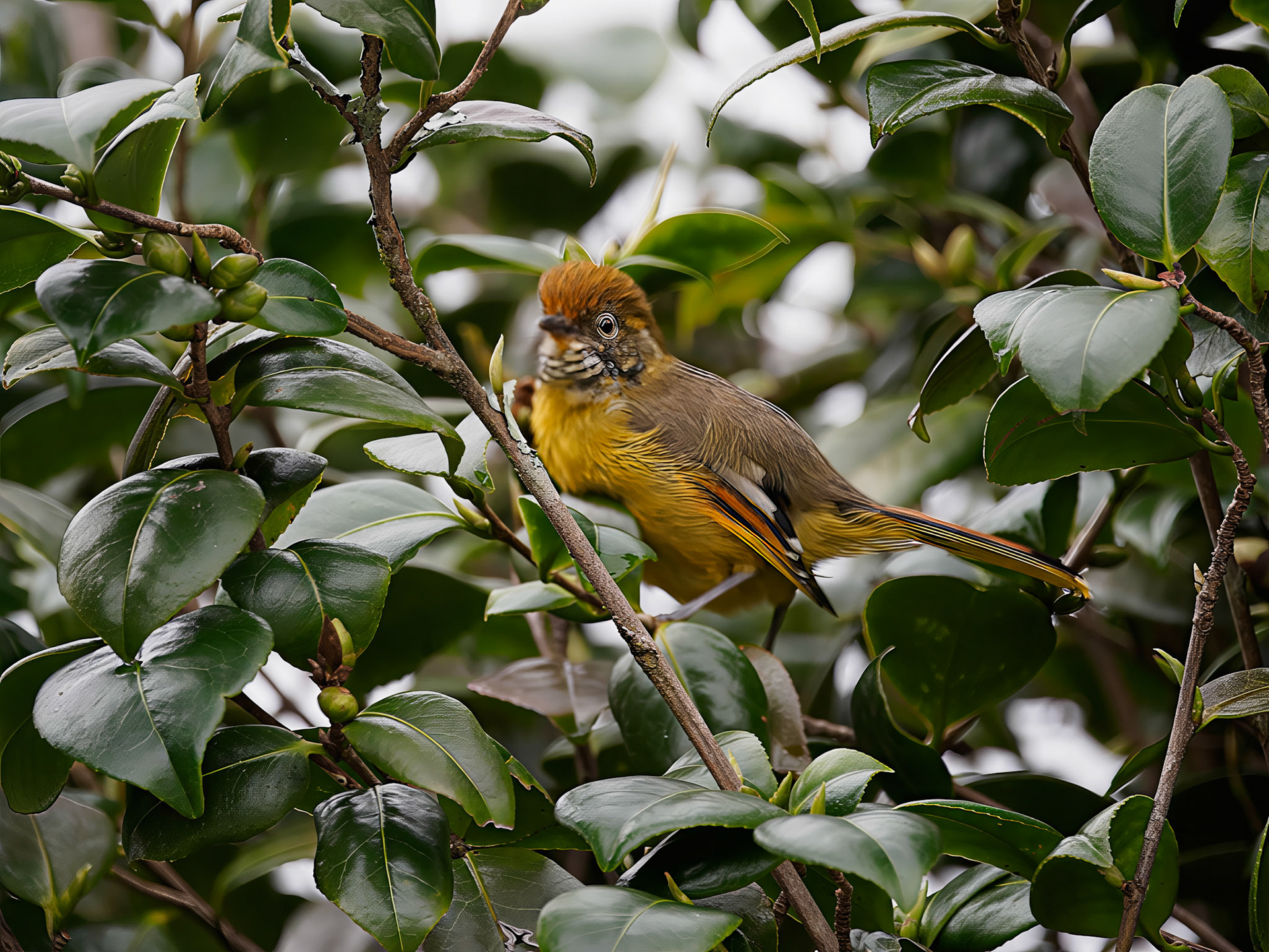 Rusty-fronted Barwing