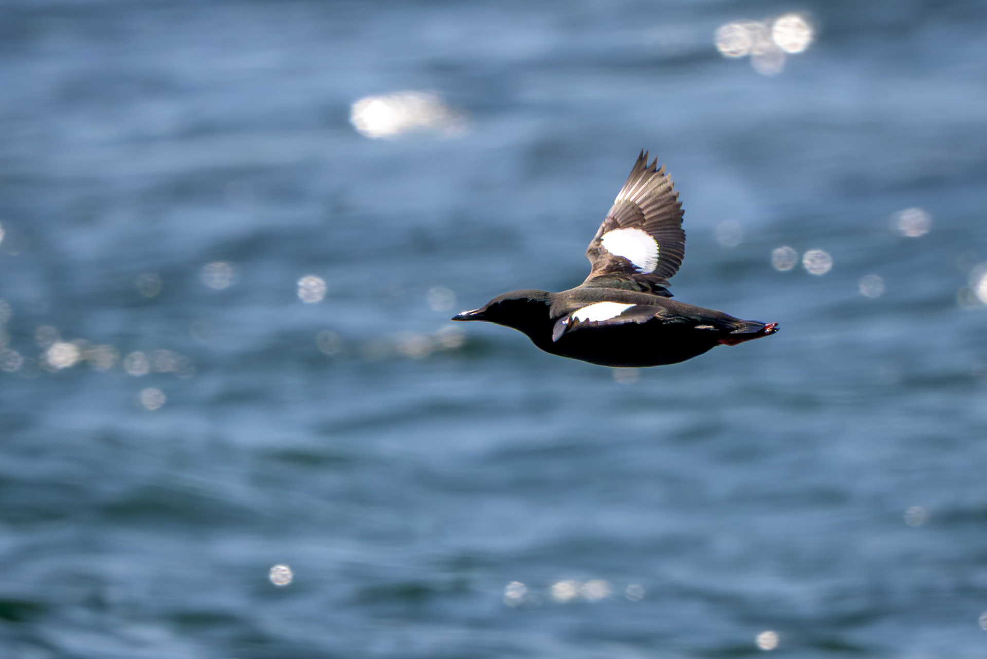Black Guillemot