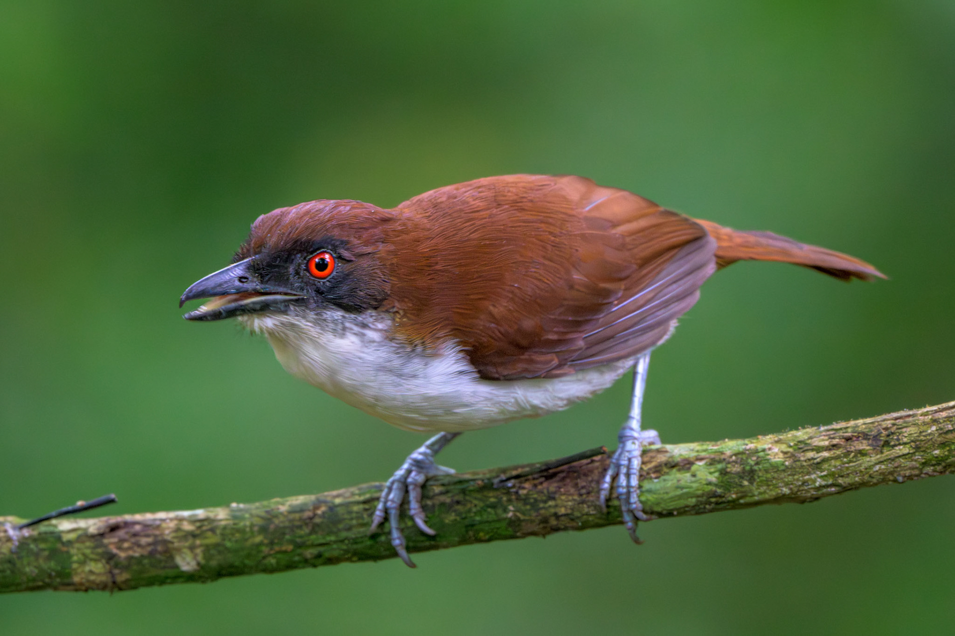 Great Antshrike