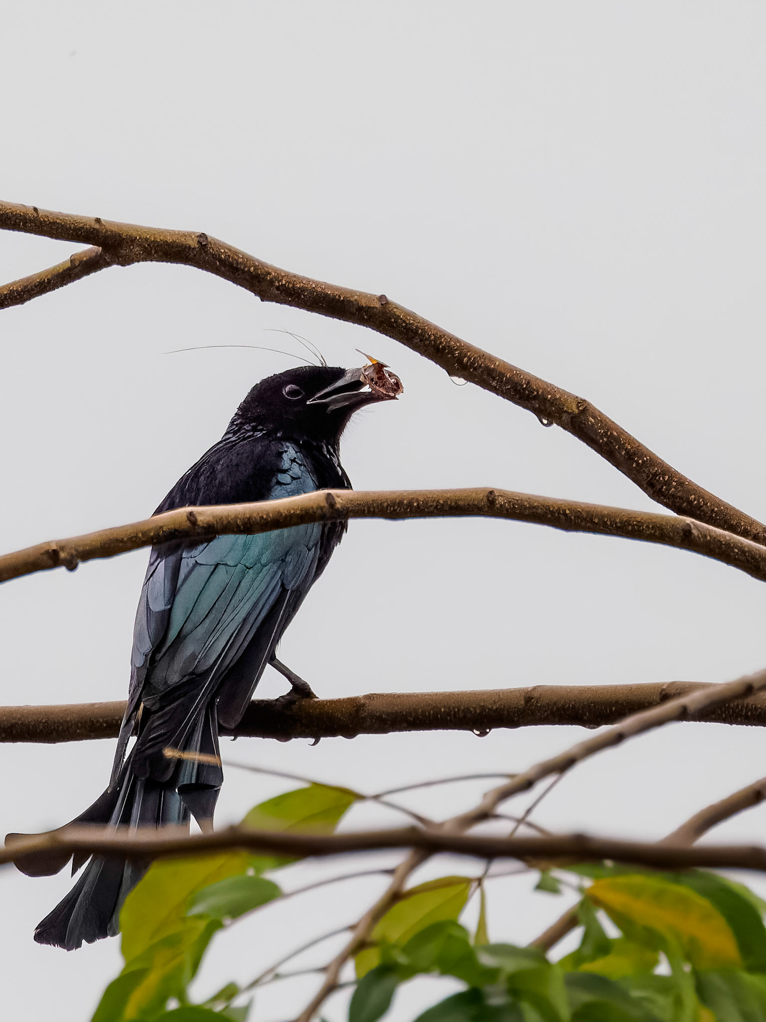 Hair-crested Drongo