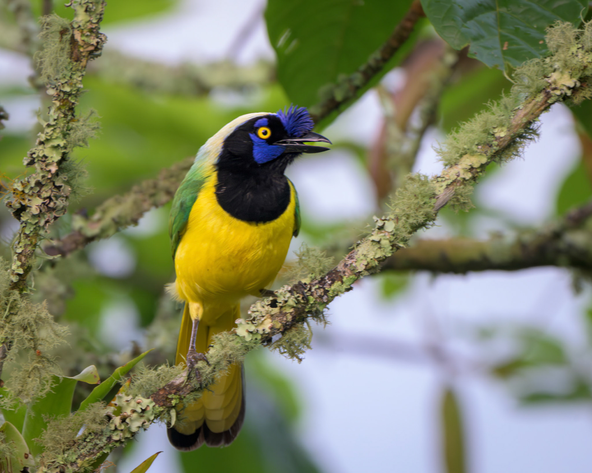 Green Jay
