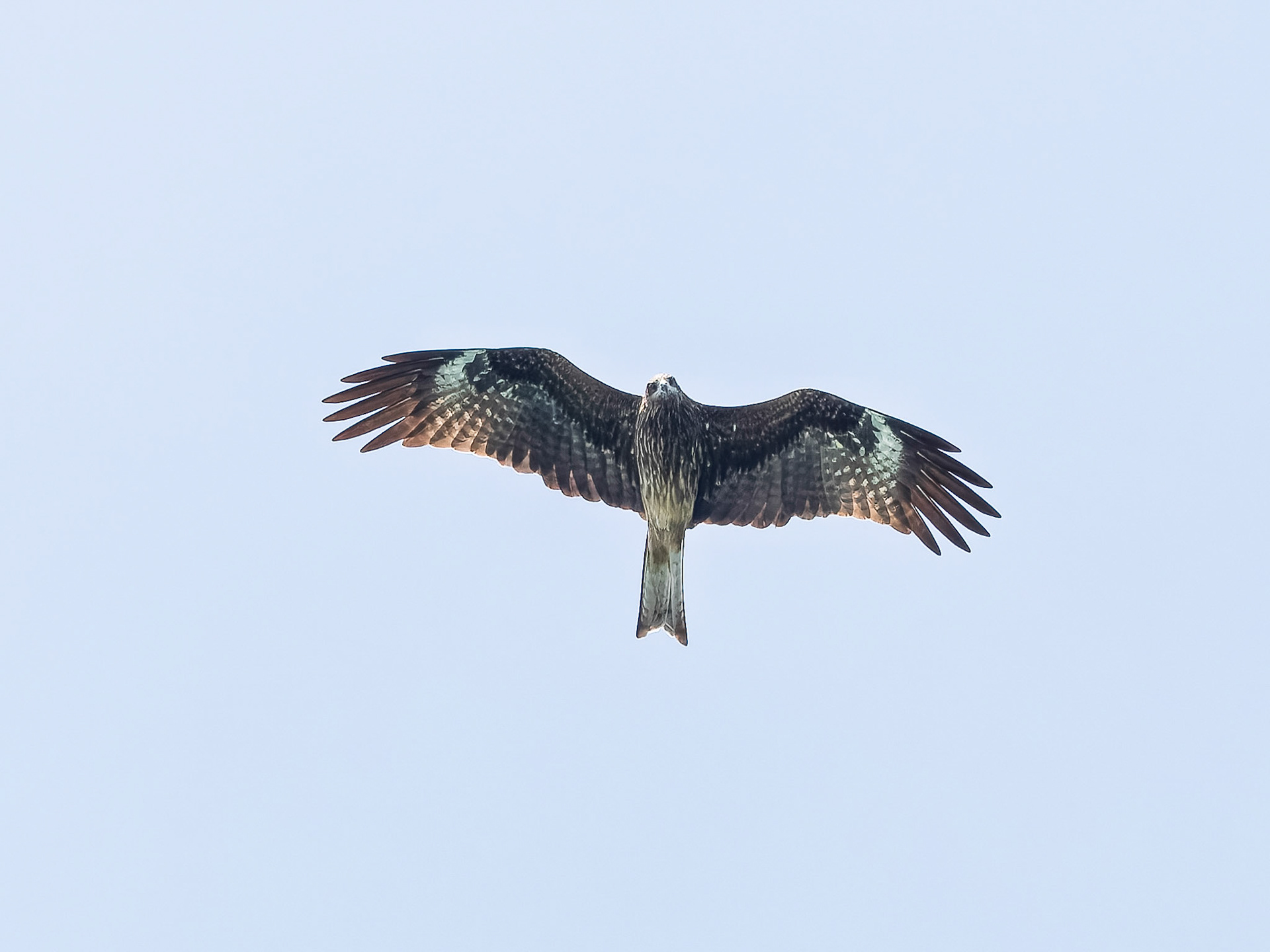 Black Kite